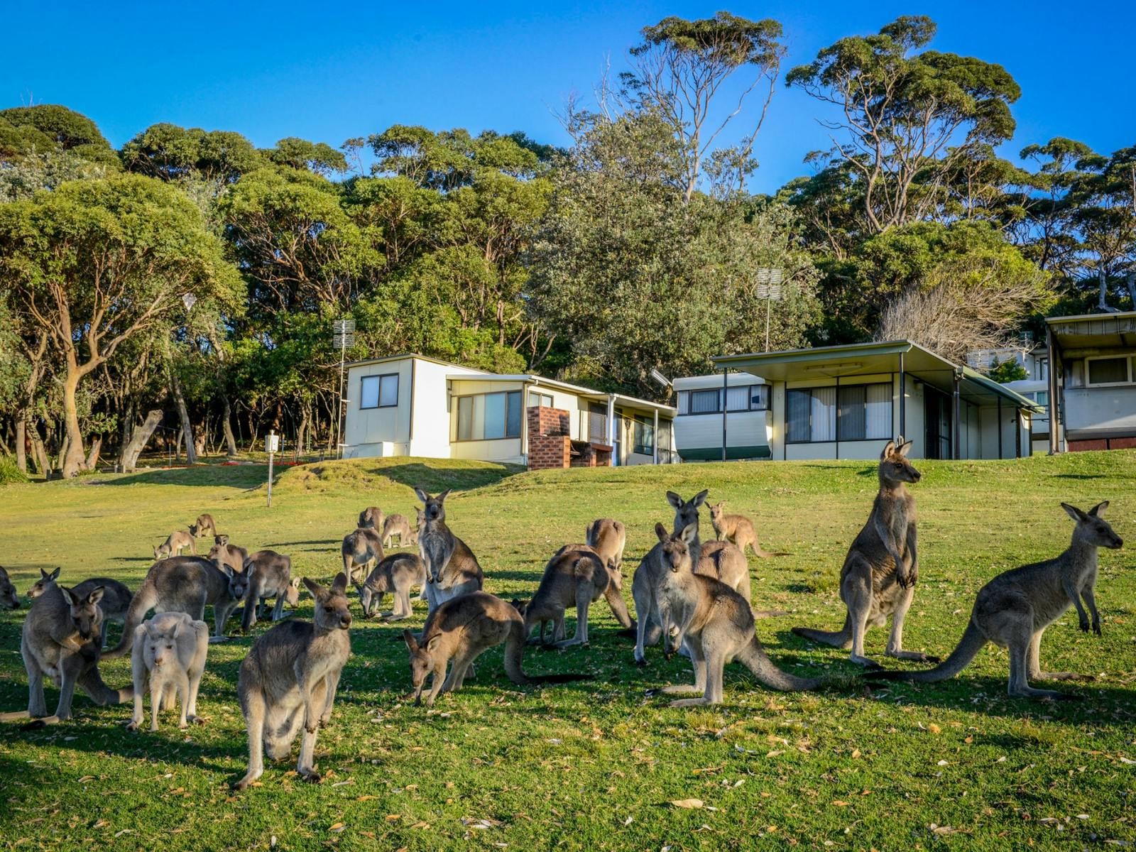 Kangaroos at Merry Beach Caravan Park.