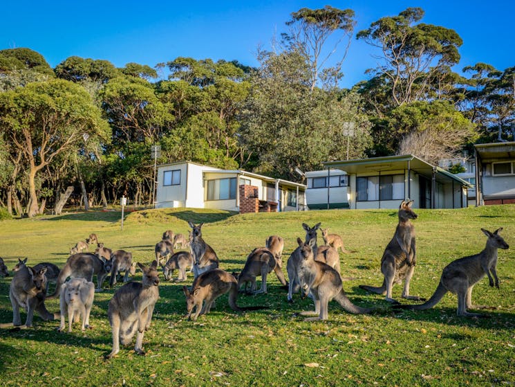 A herd of kangaroos enjoys the sun on the grassy slopes of Merry Beach Caravan Park.