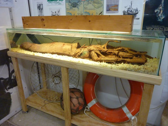 George The Giant Squid Display Wallaroo