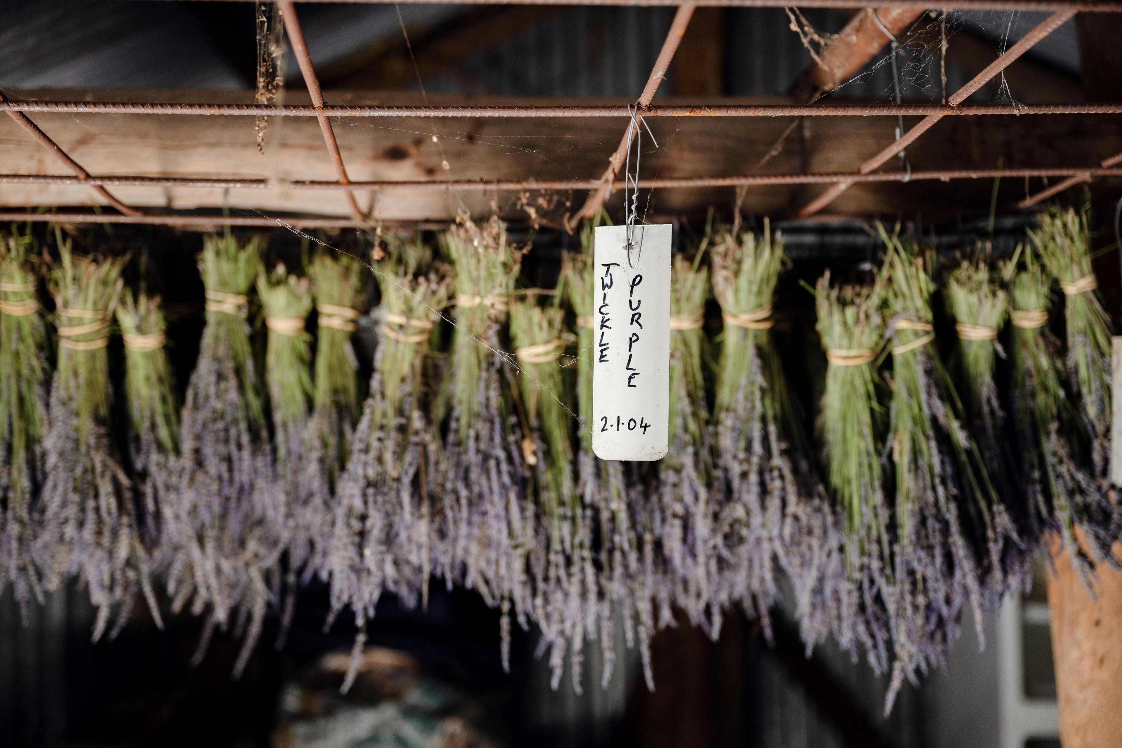 Ashburton Lavender Farm