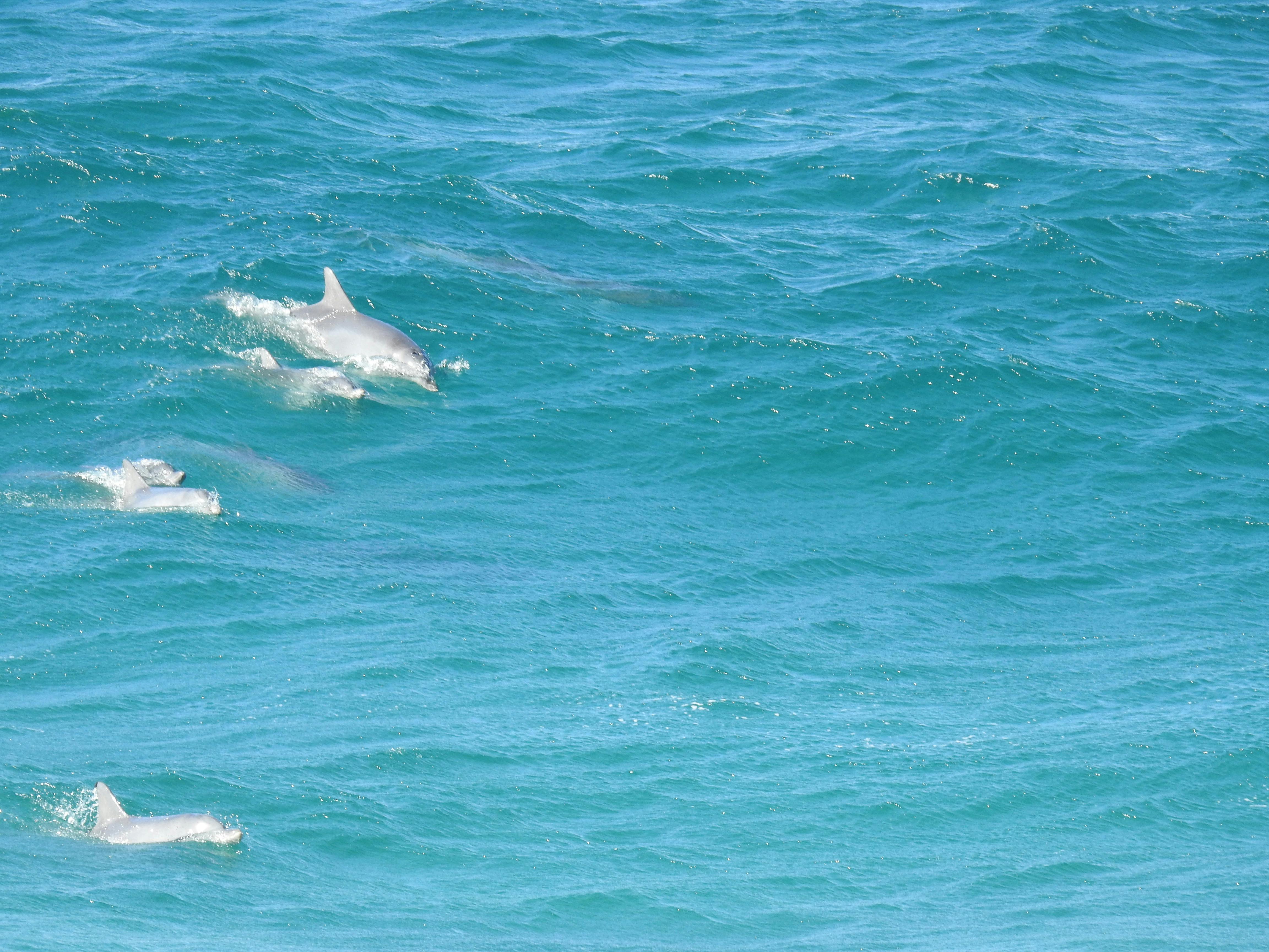 Dolphins viewed from clifftop at Fingal