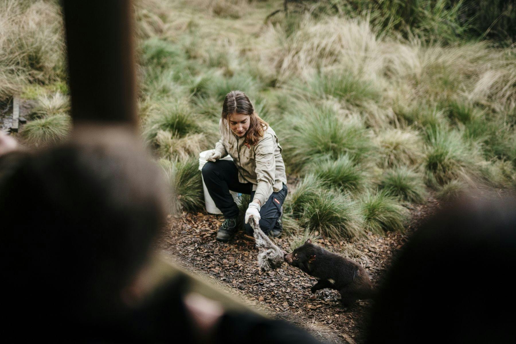 Animal Keeper hand feeding a Tasmanian devil.
