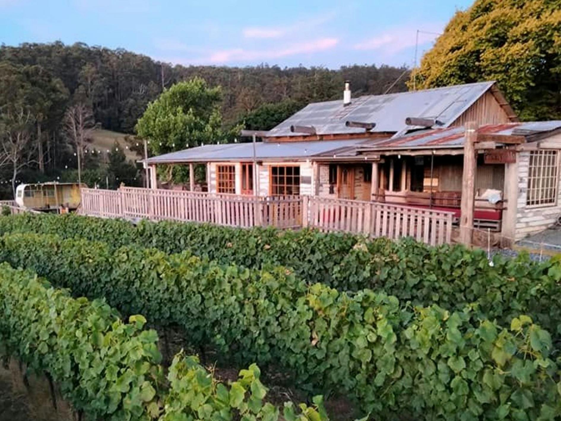 View across the vines