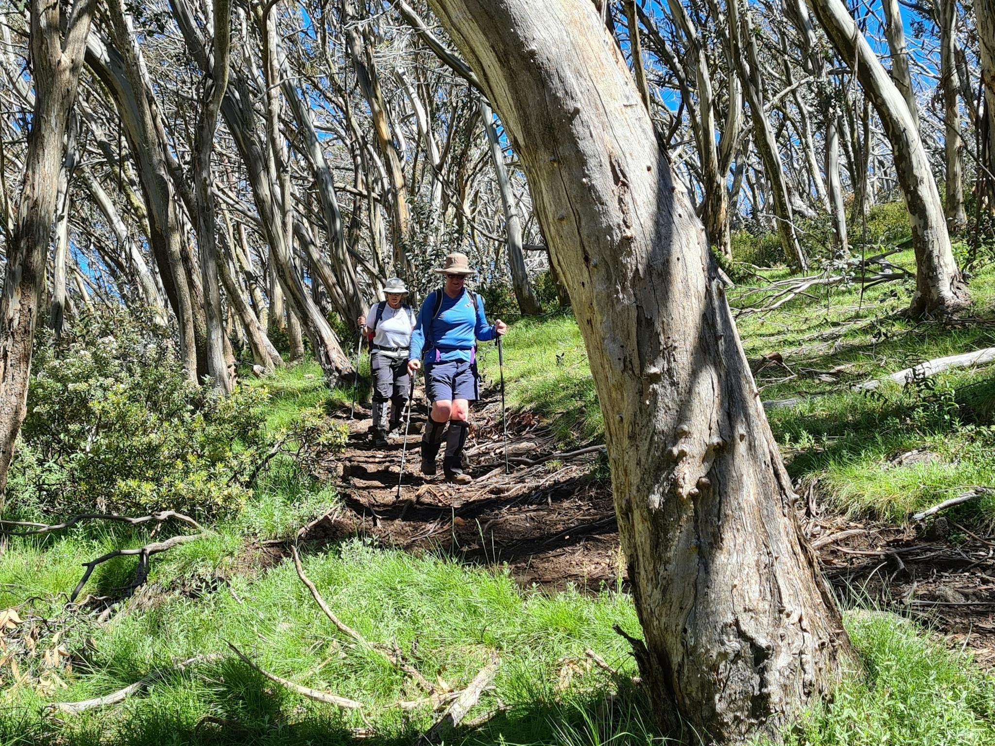 A couple of hikers on a trail winding through the Snow Gums around The Monument.