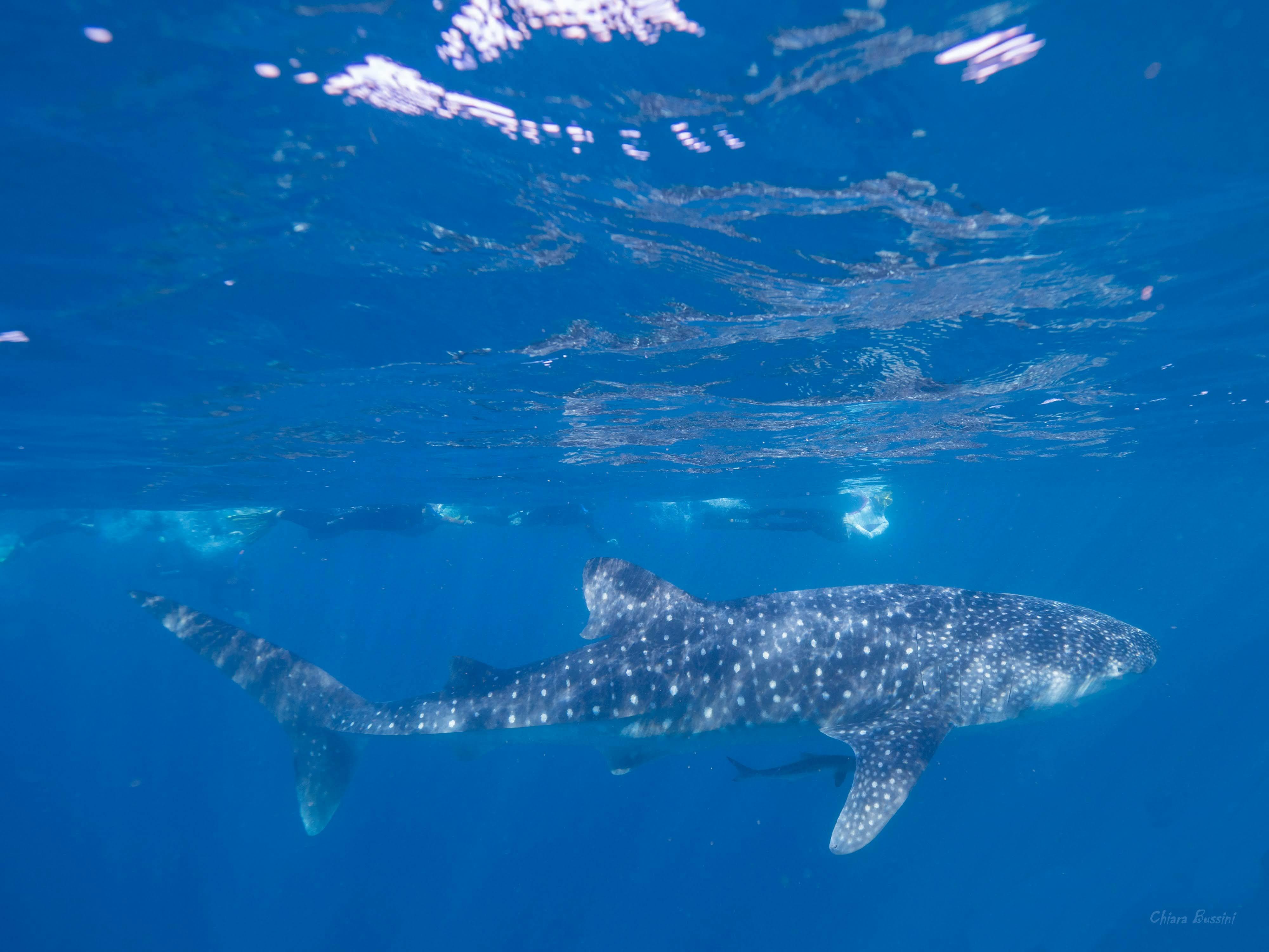 Whaleshark