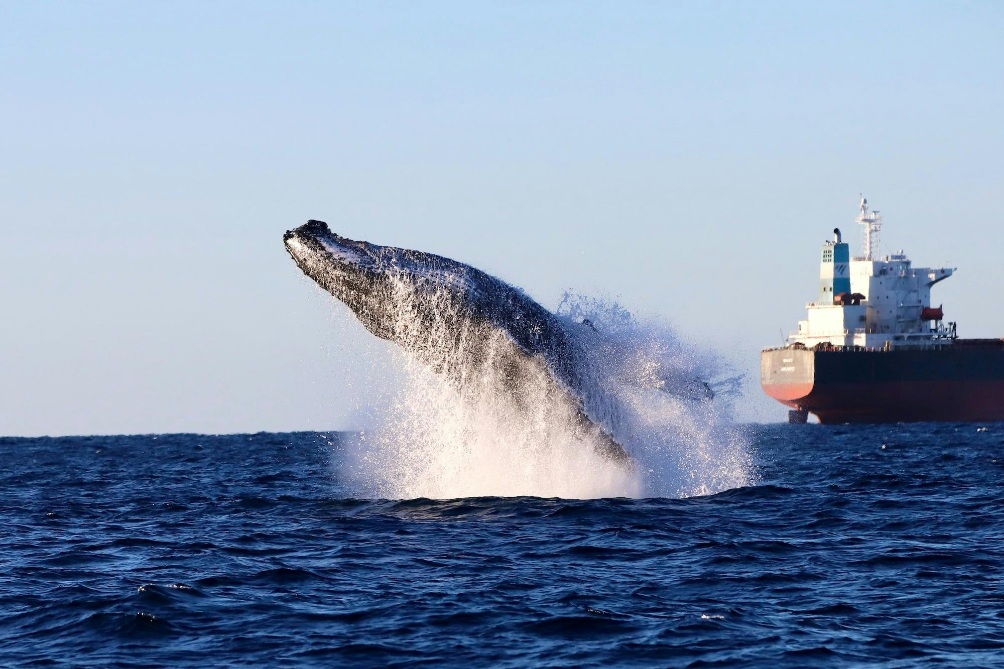 Humpback whale out of the water with a ship in the background