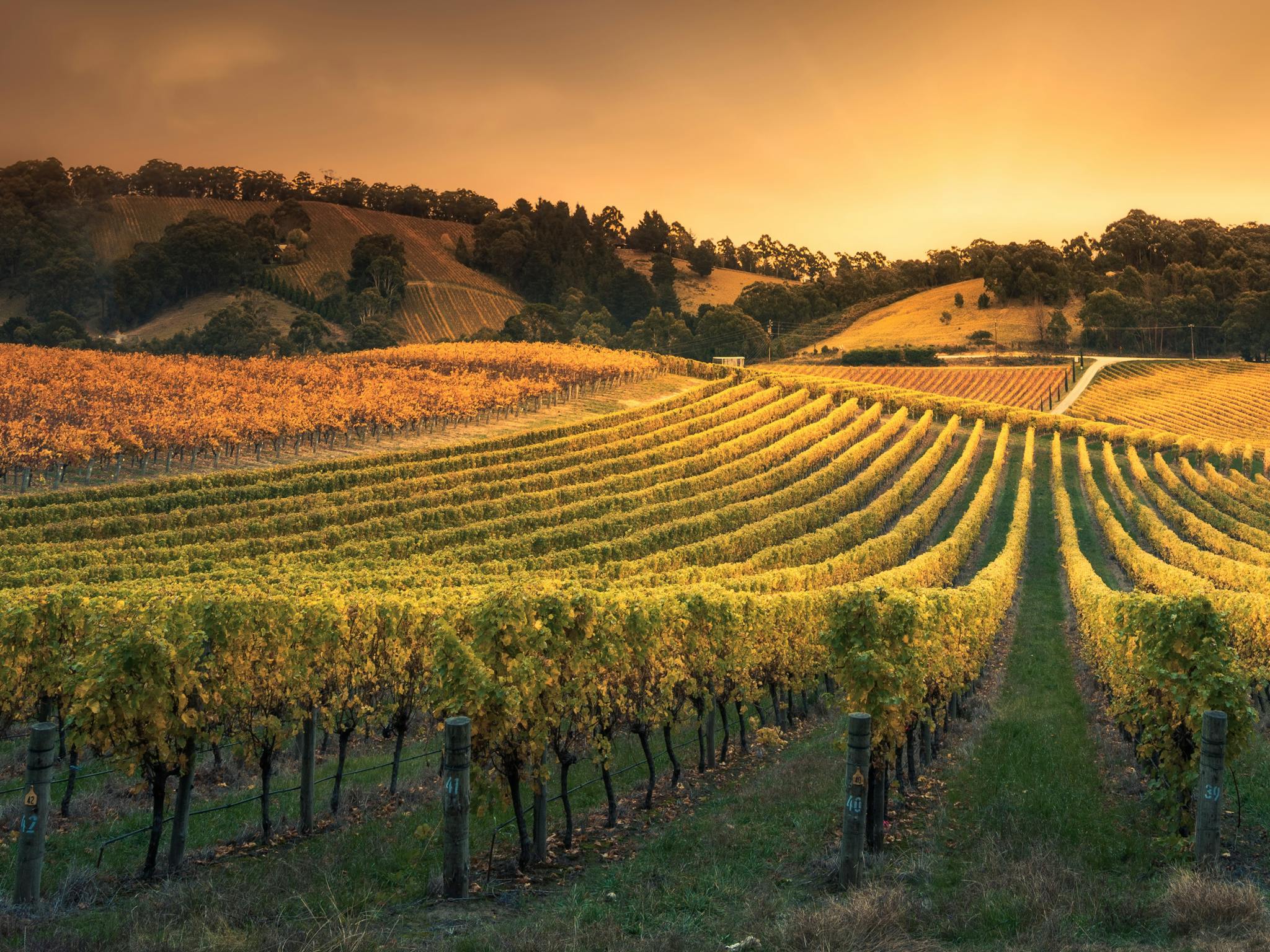 Winery view