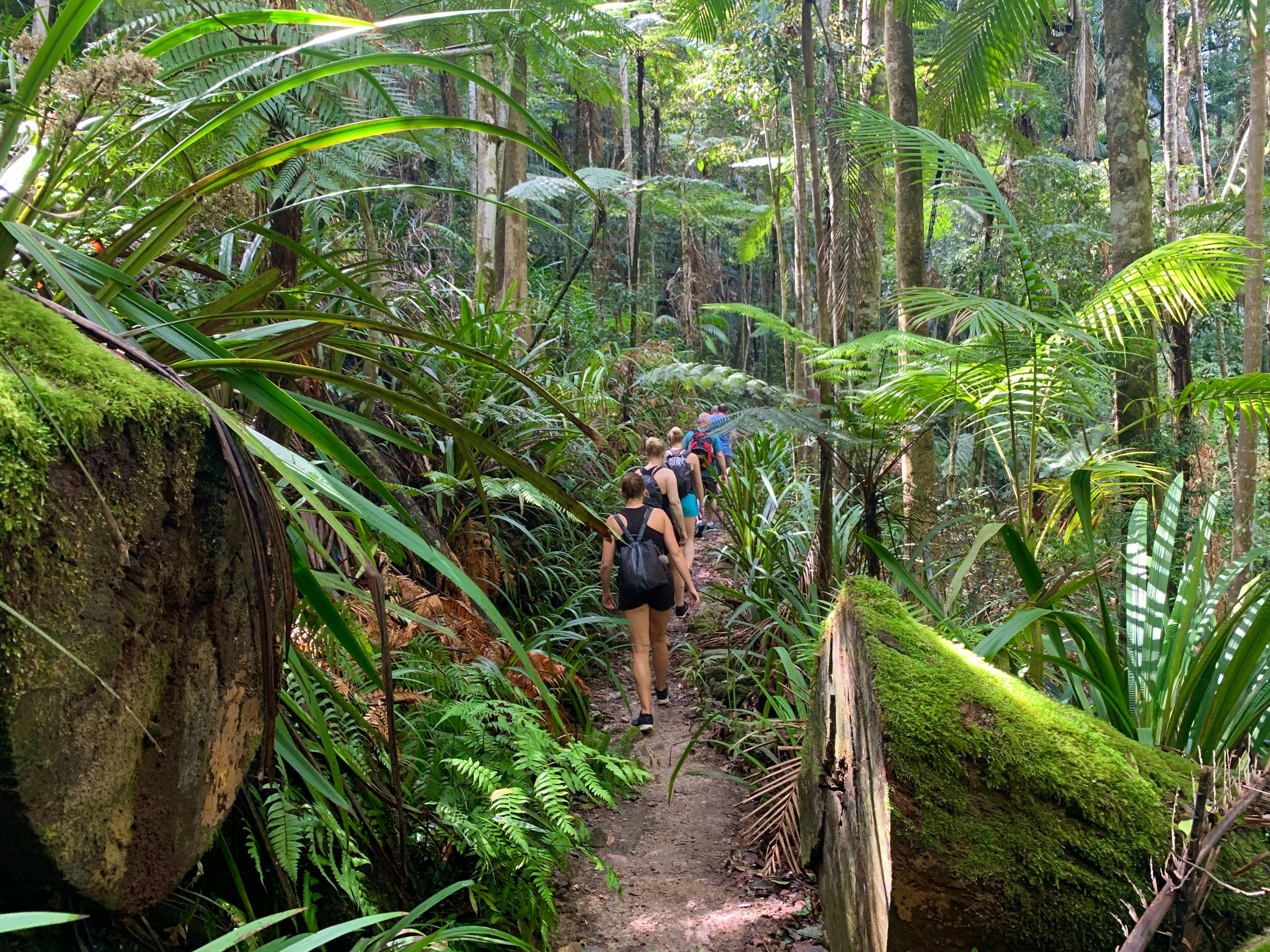 Bushwalking with Byron Bay Adventure Tours