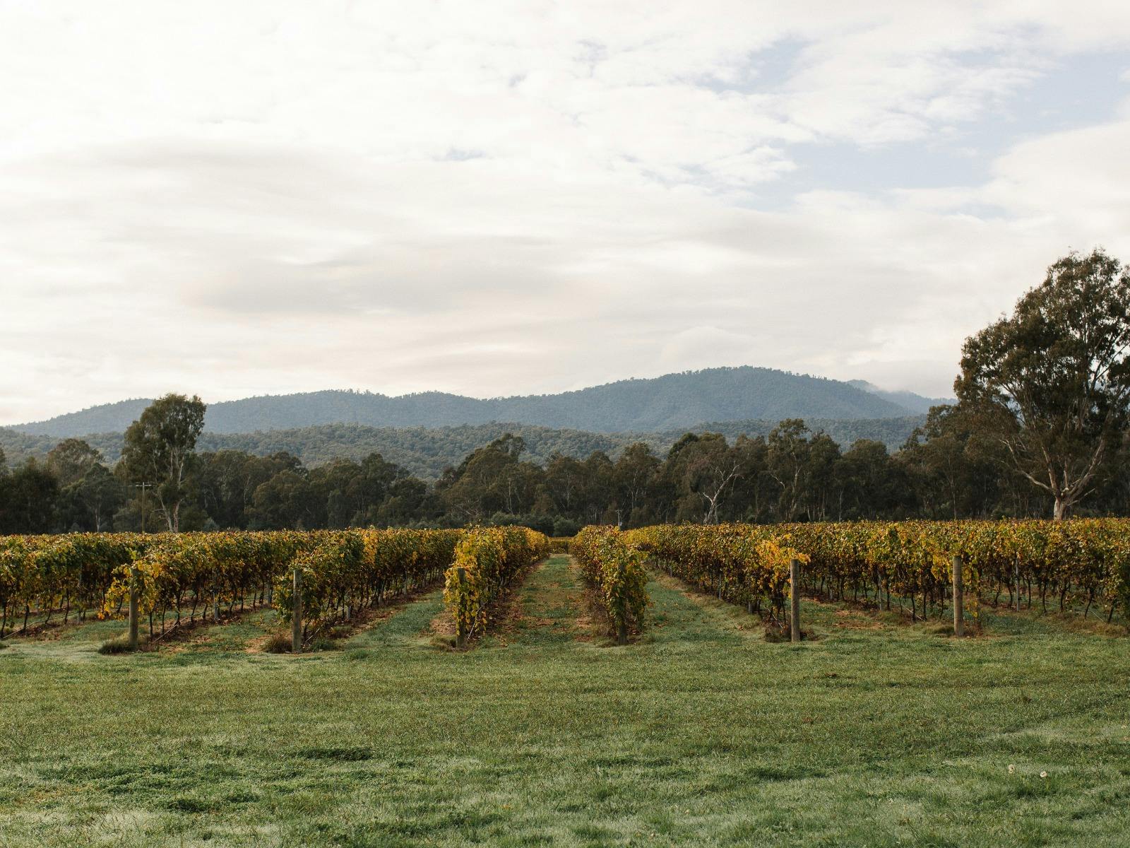 Dal Zotto Wines Atumun vineyard