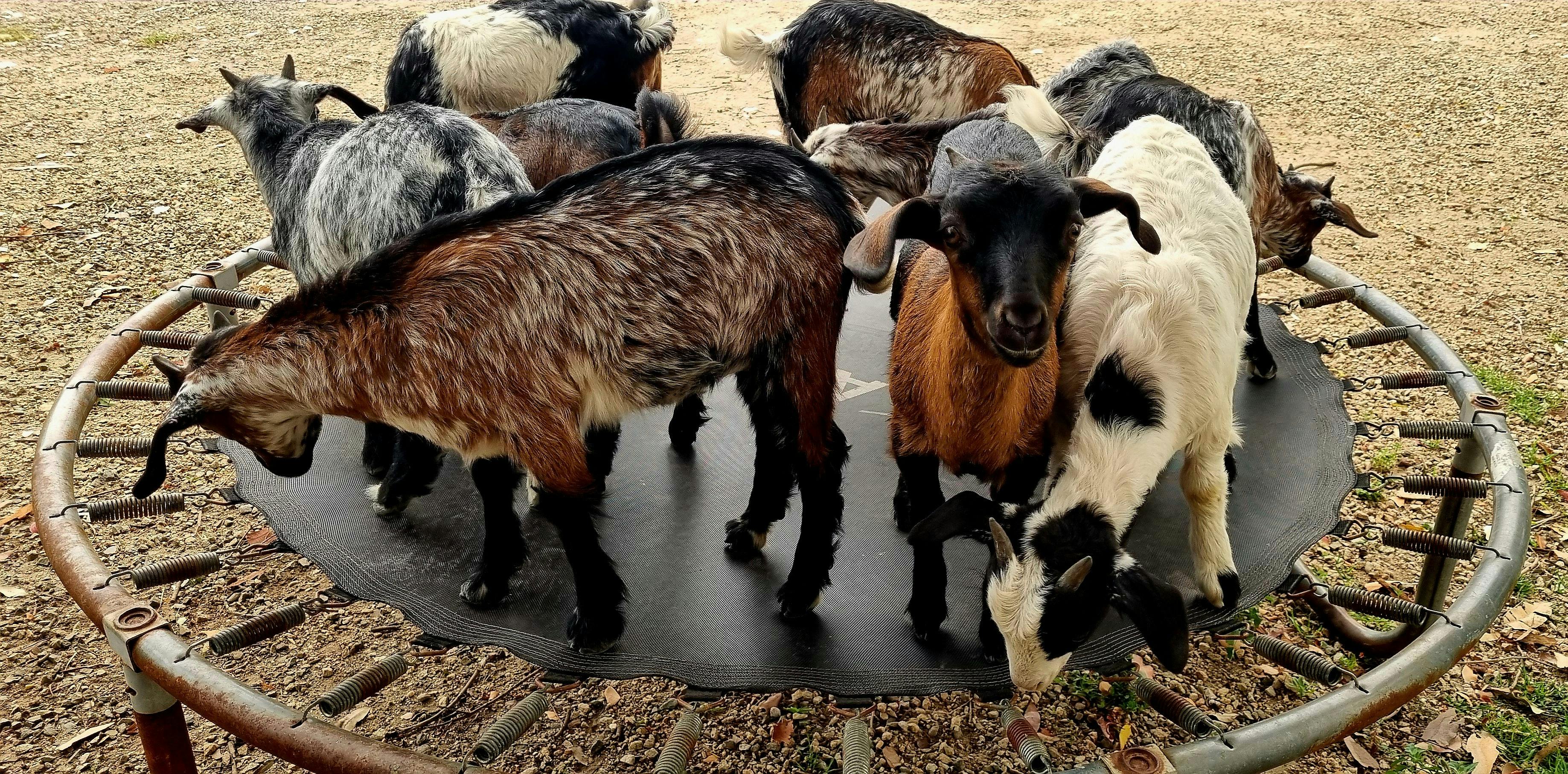 We also breed Australian Miniature Goats!