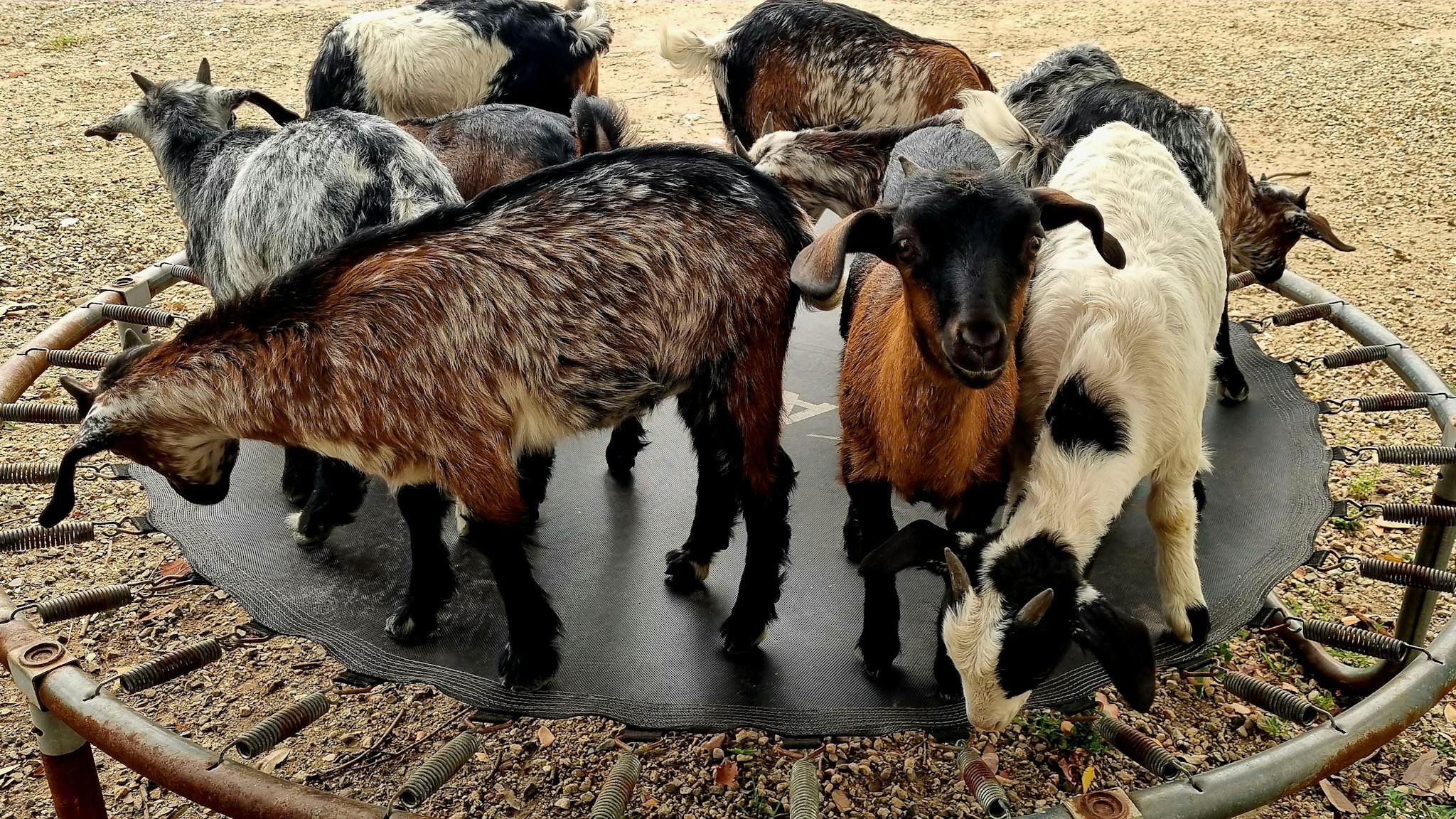We also breed Australian Miniature Goats!