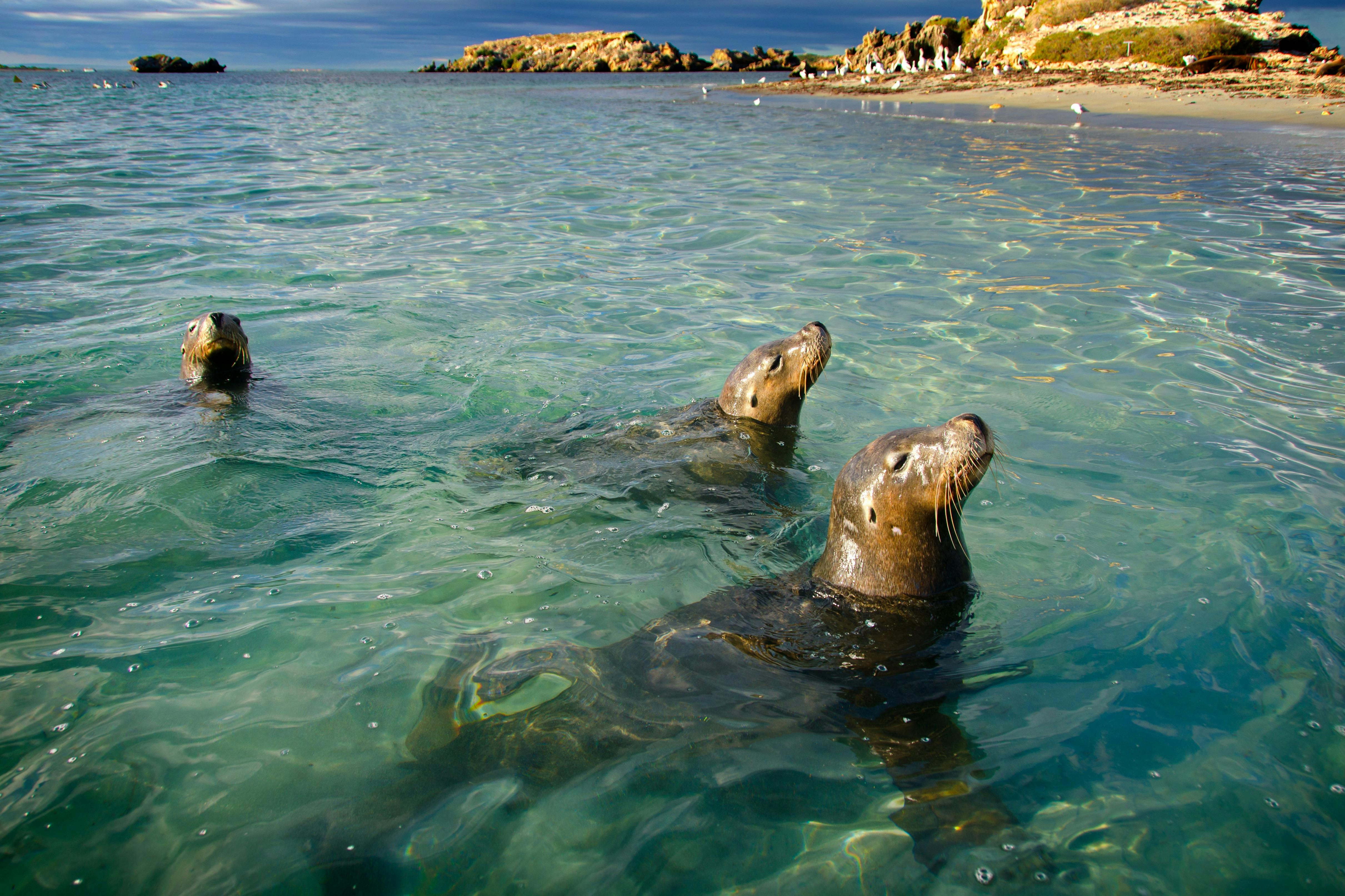 3 Island Wildlife Snorkel