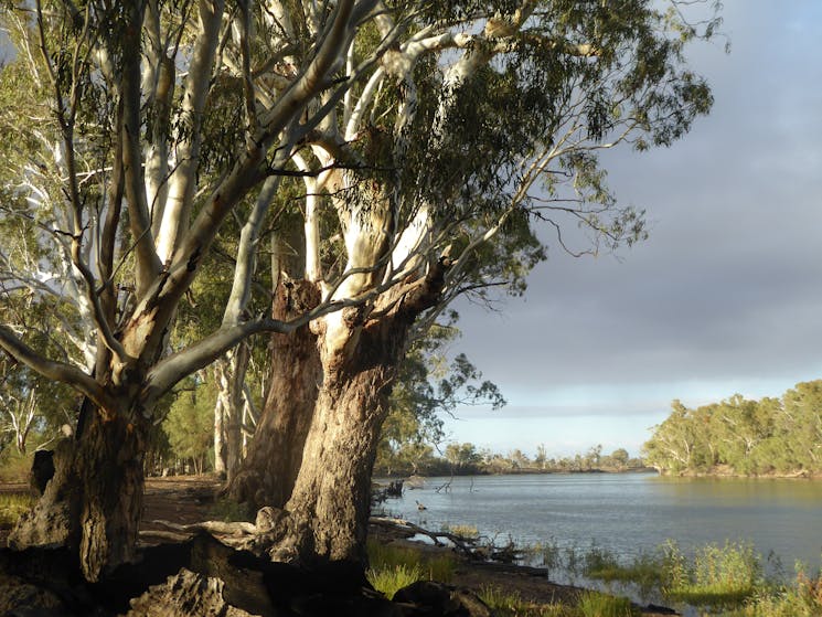 Majestic red gums on the Murray river