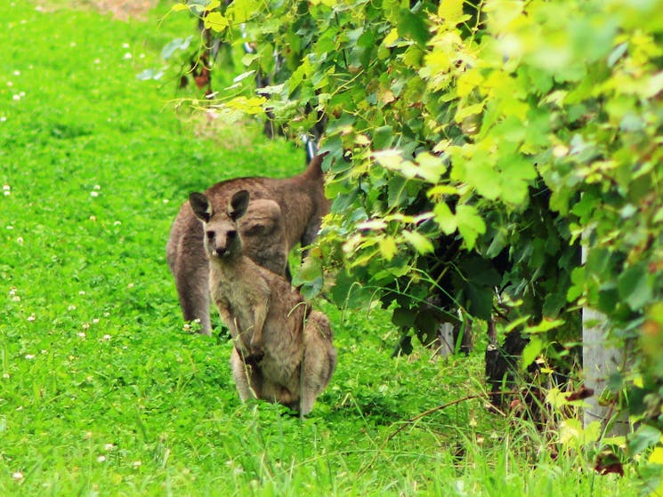 kangaroos in vineyards  Hunter Valley wine tour