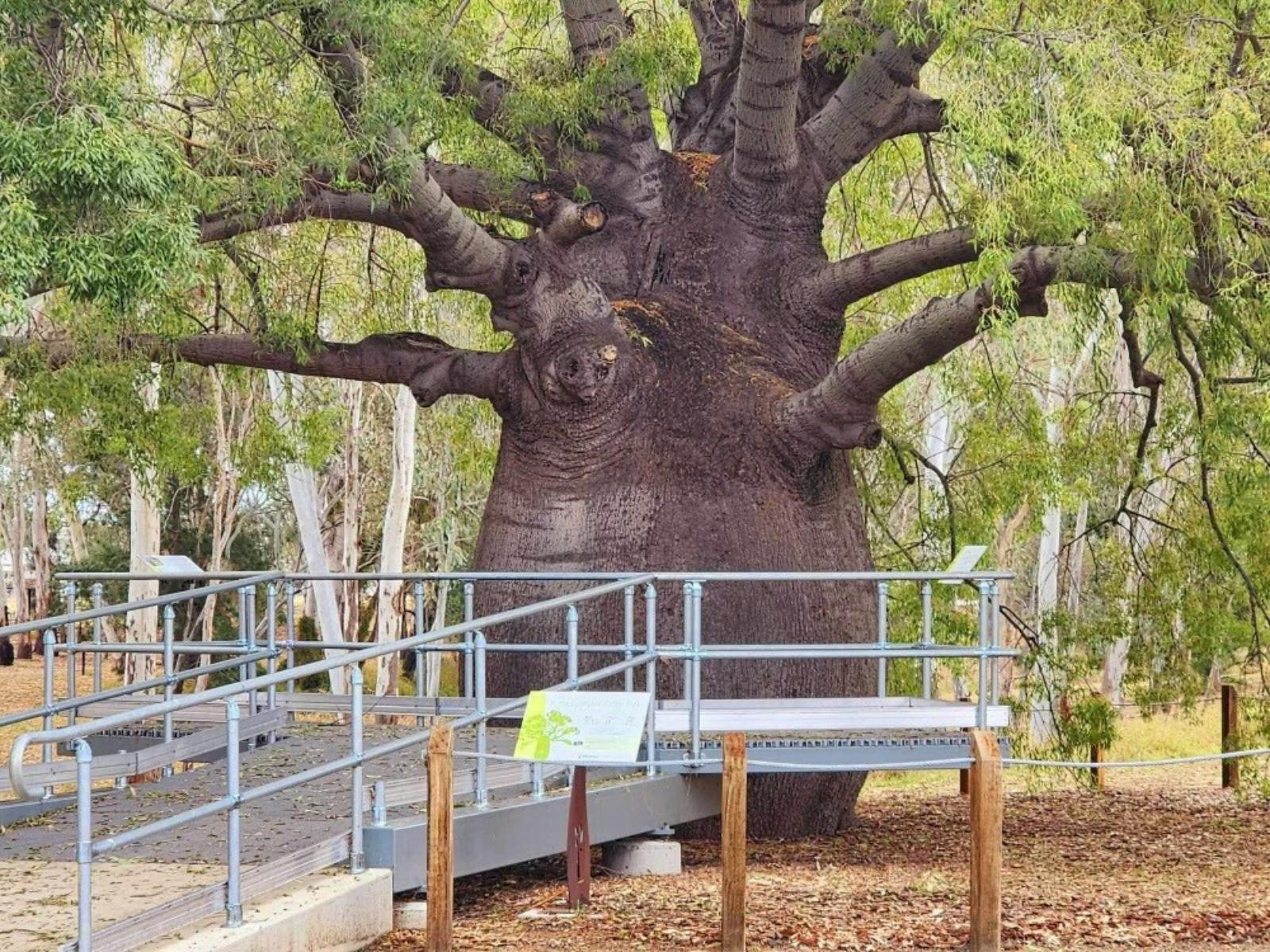 Roma's Largest Bottle Tree
