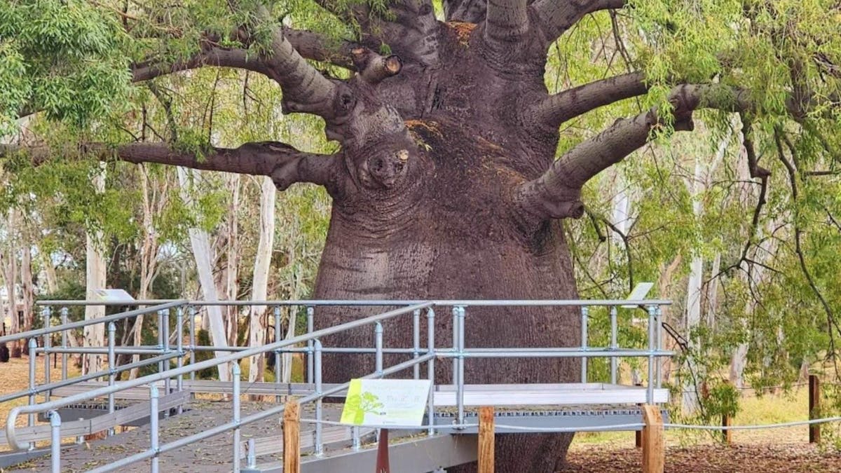 Bottle Tree