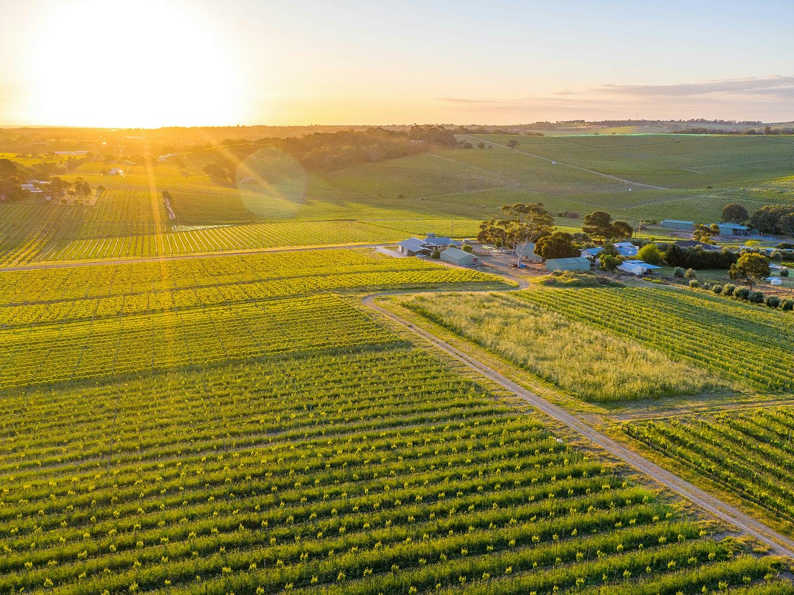 Bondar Wines Rayner Vineyard