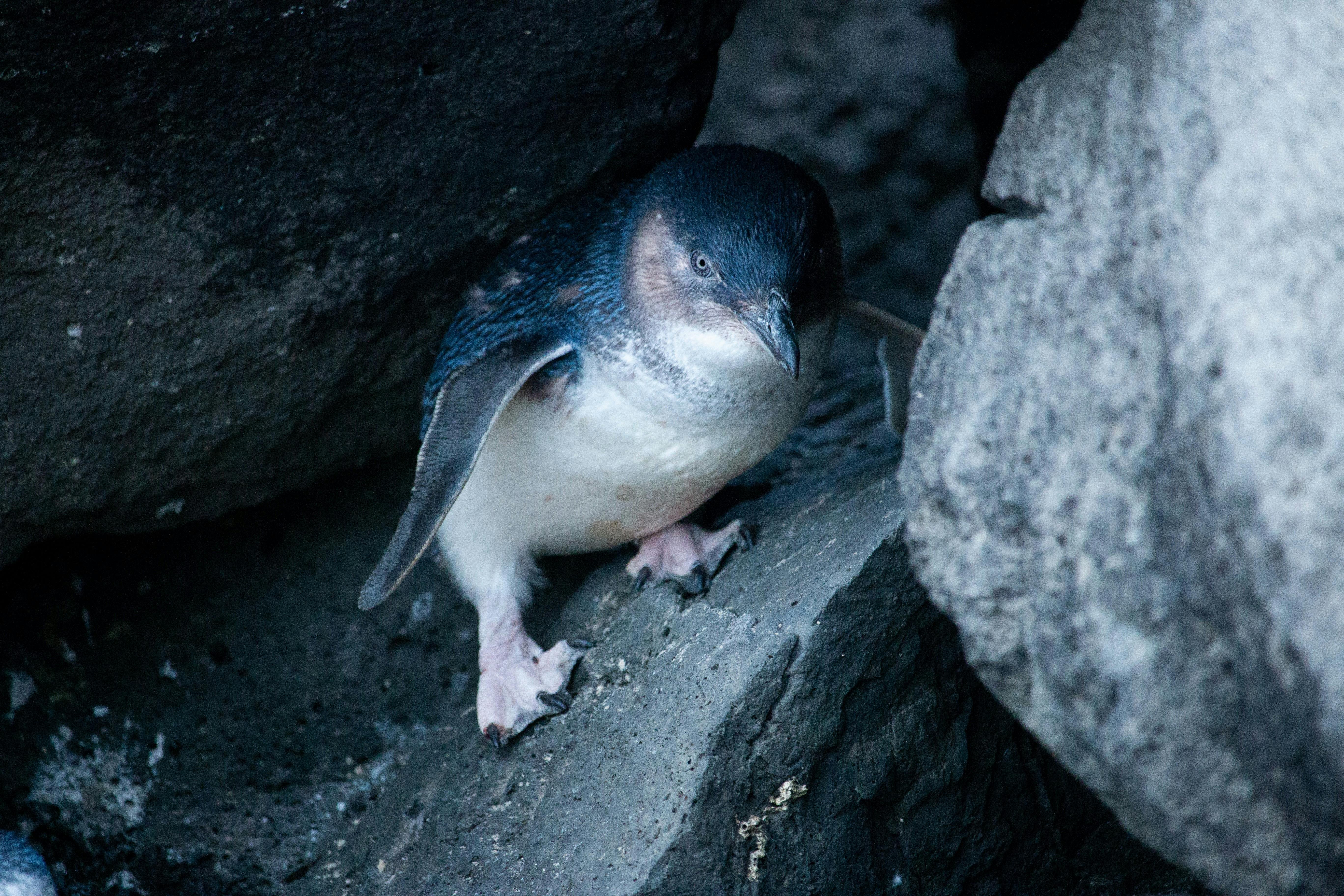 Penguin in amongst the rocks. Image copyright: Flossy Sperring