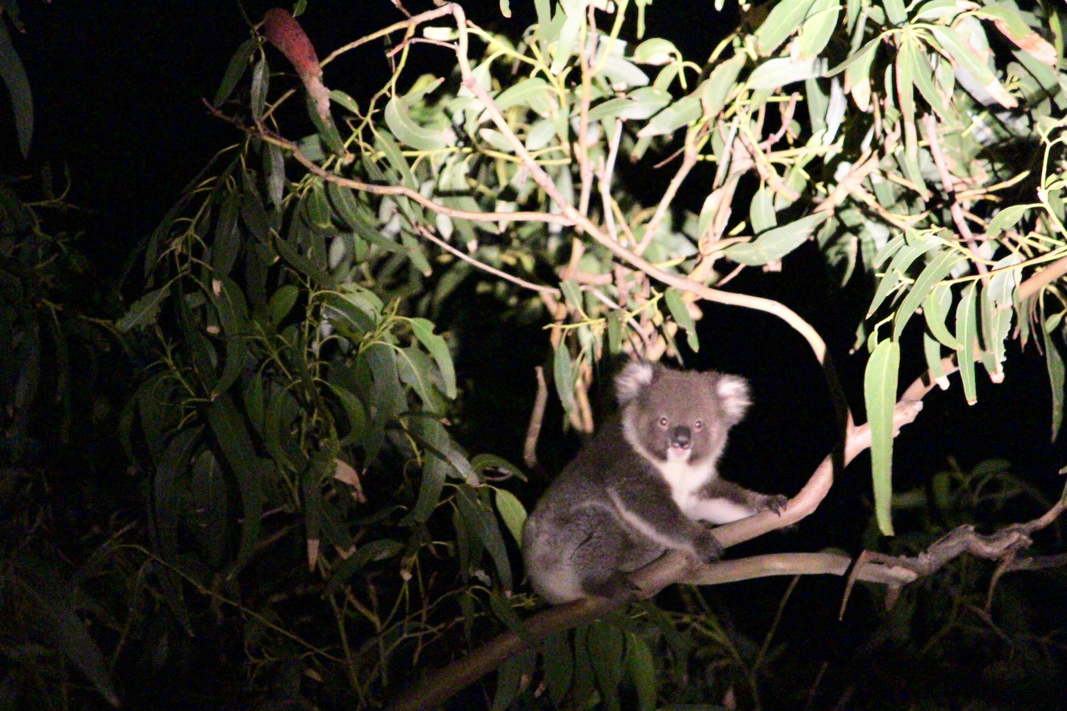 Baby Koala