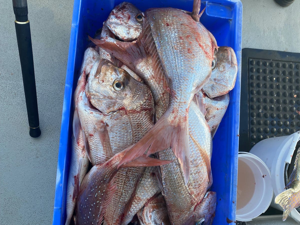 snapper