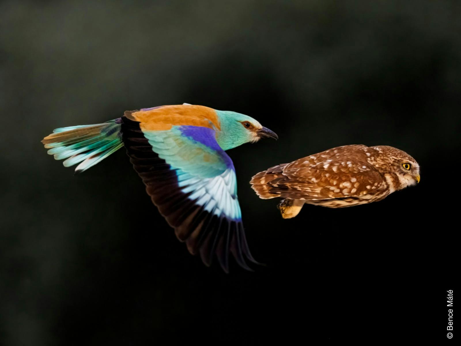 A colourful blue and orange bird chases a brown owl very closely