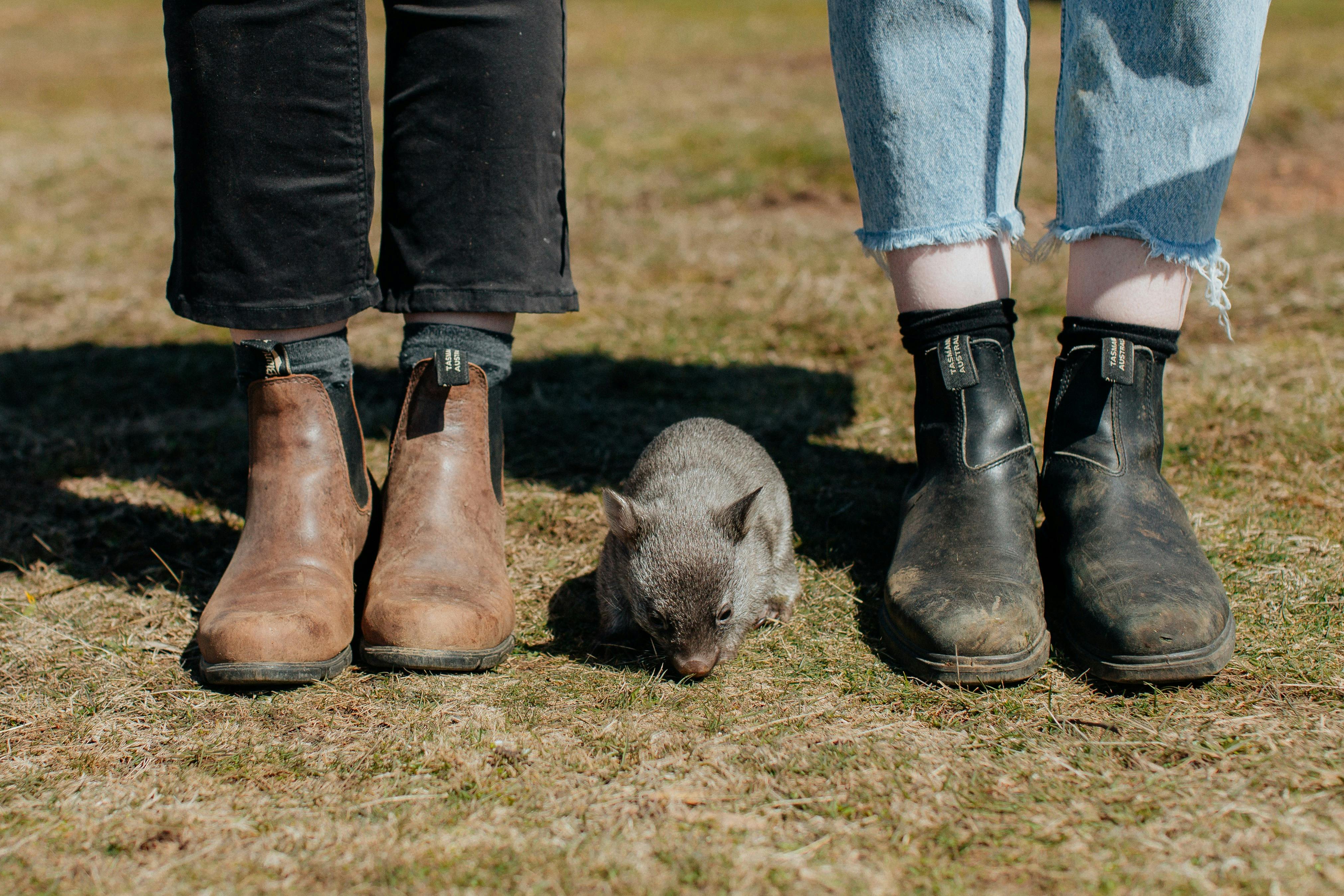 A wombat grazing in the wild on Maria Island, one of Tasmania’s most loved wildlife encounters.