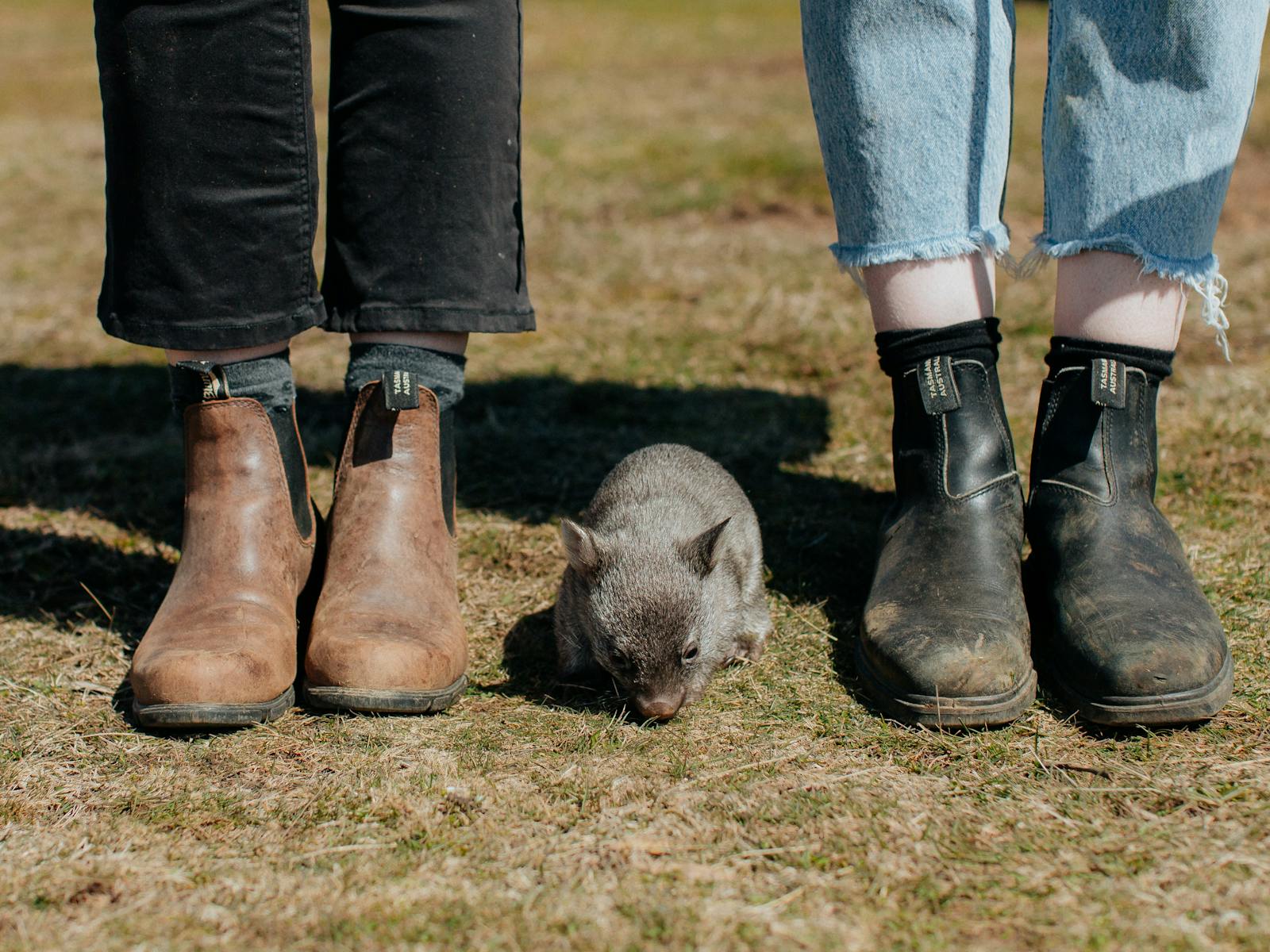 A wombat grazing in the wild on Maria Island, one of Tasmania’s most loved wildlife encounters.