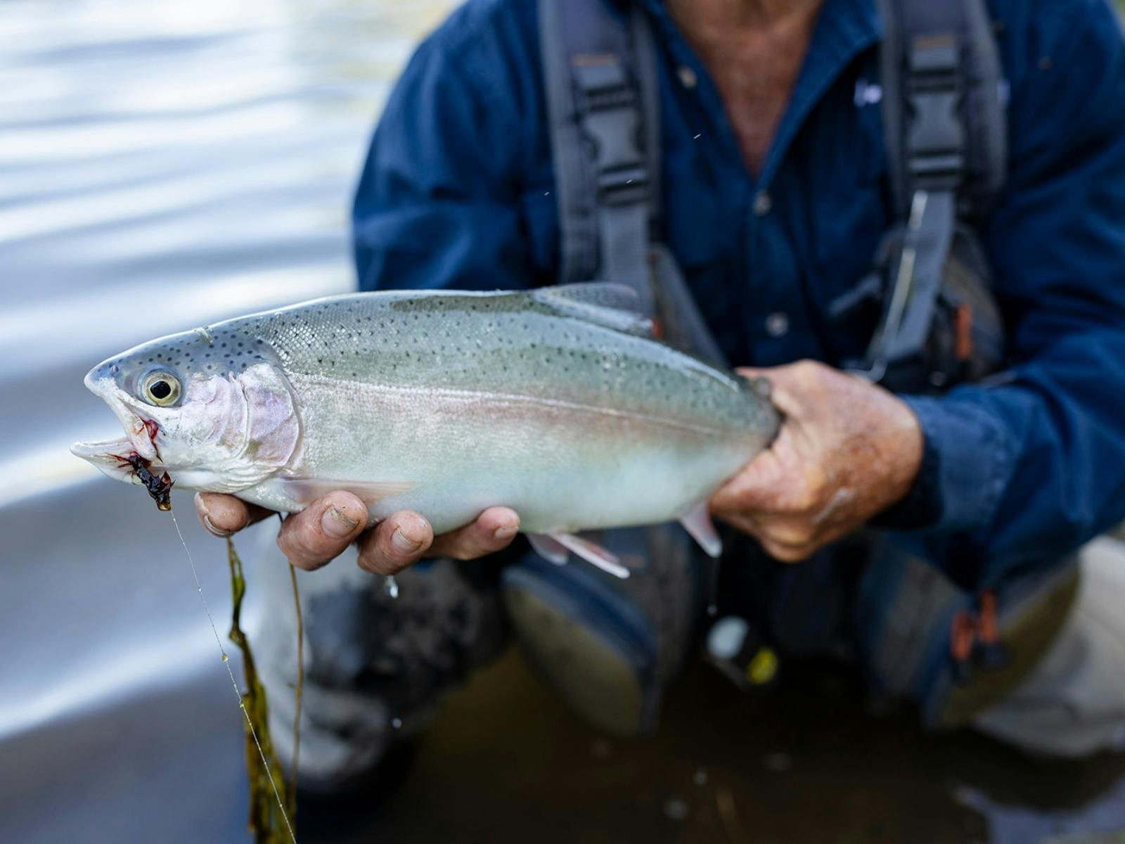 Printhie Wines Rainbow Trout catch and release program