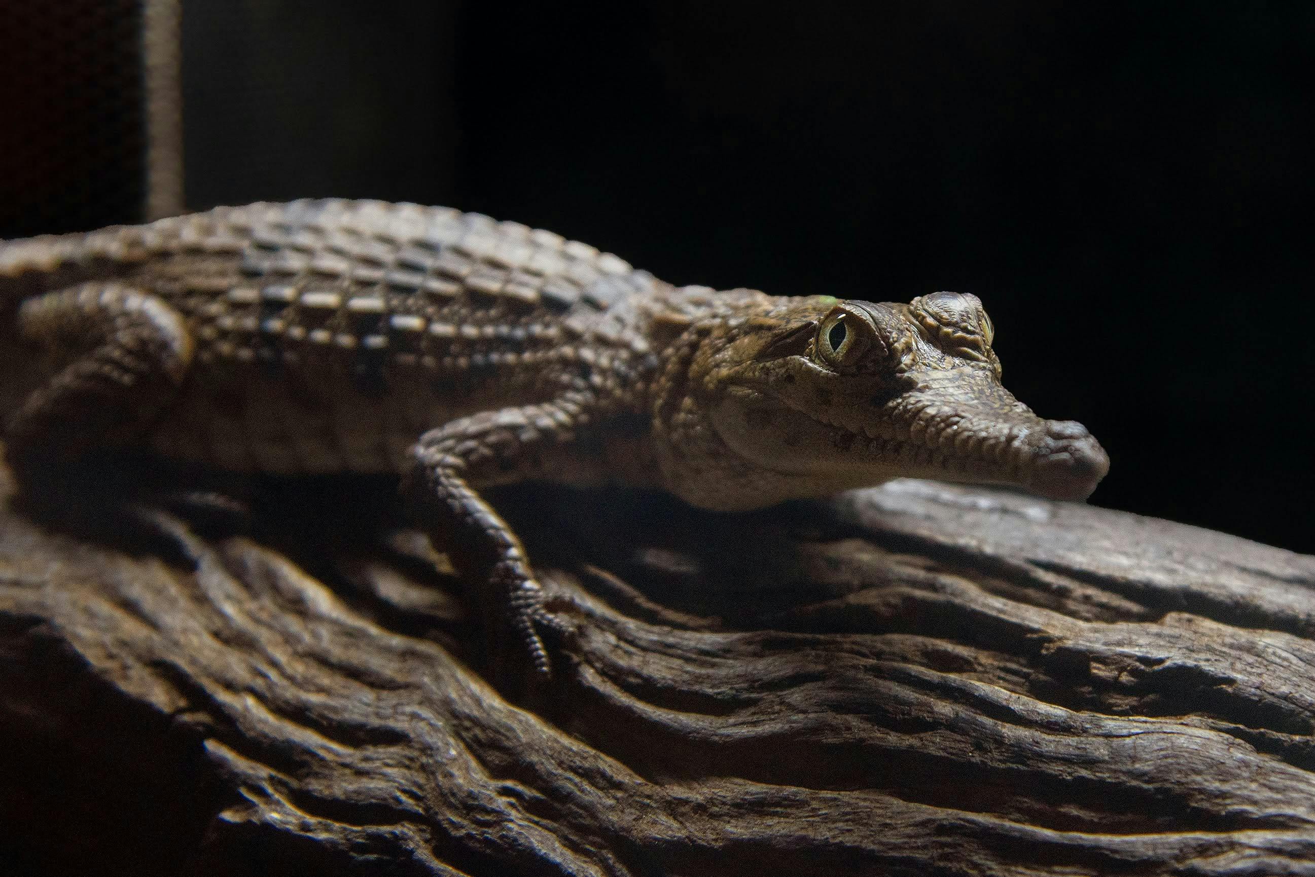 A juvenile freshwater crocodile