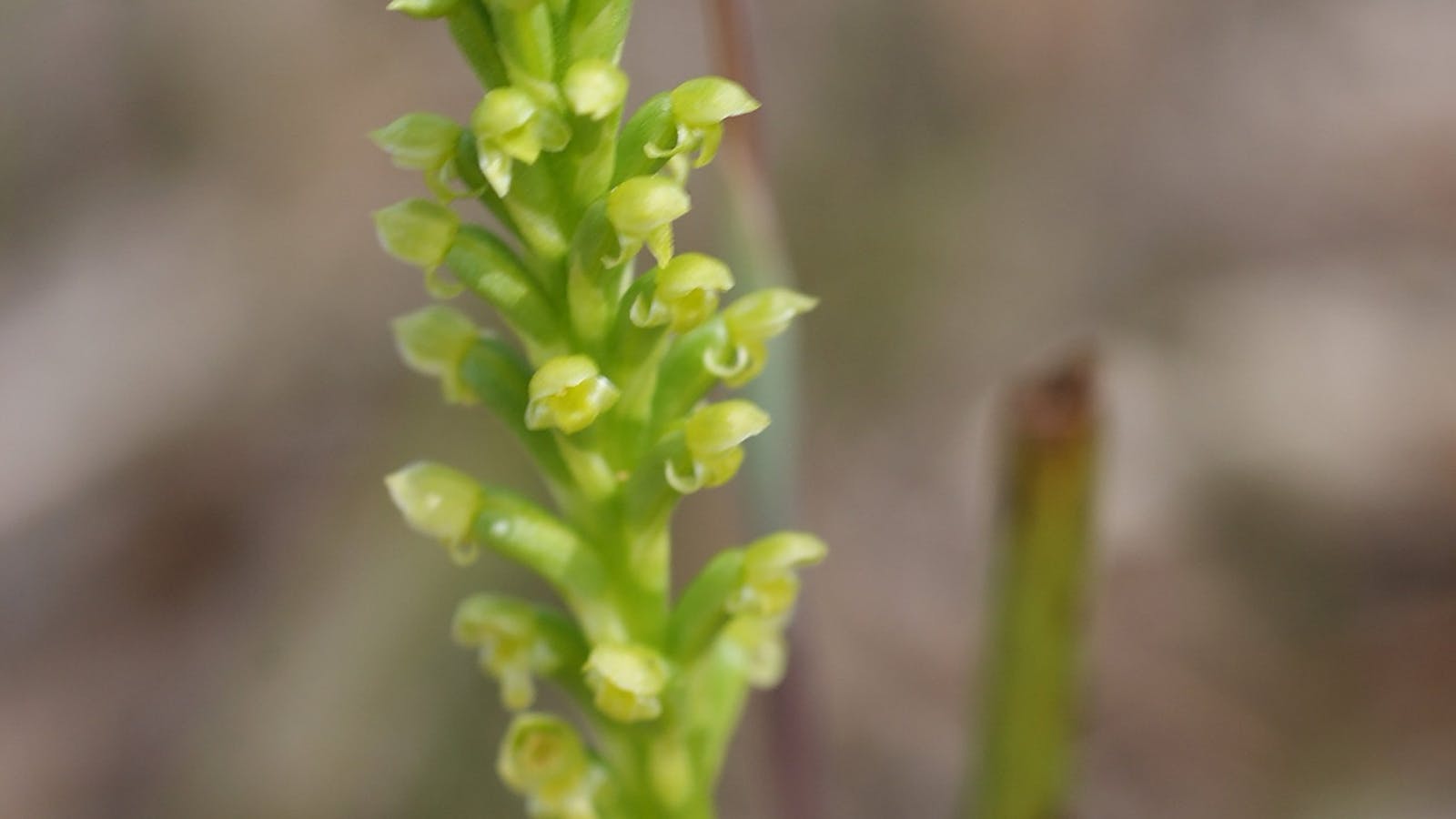 Langwarrin Flora and Fauna Reserve