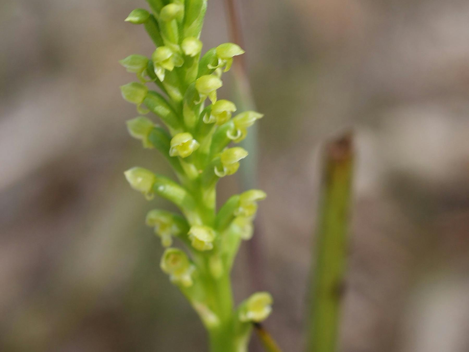Langwarrin Flora and Fauna Reserve