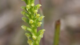 Langwarrin Flora and Fauna Reserve