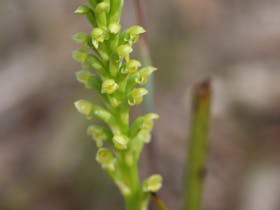 Langwarrin Flora and Fauna Reserve