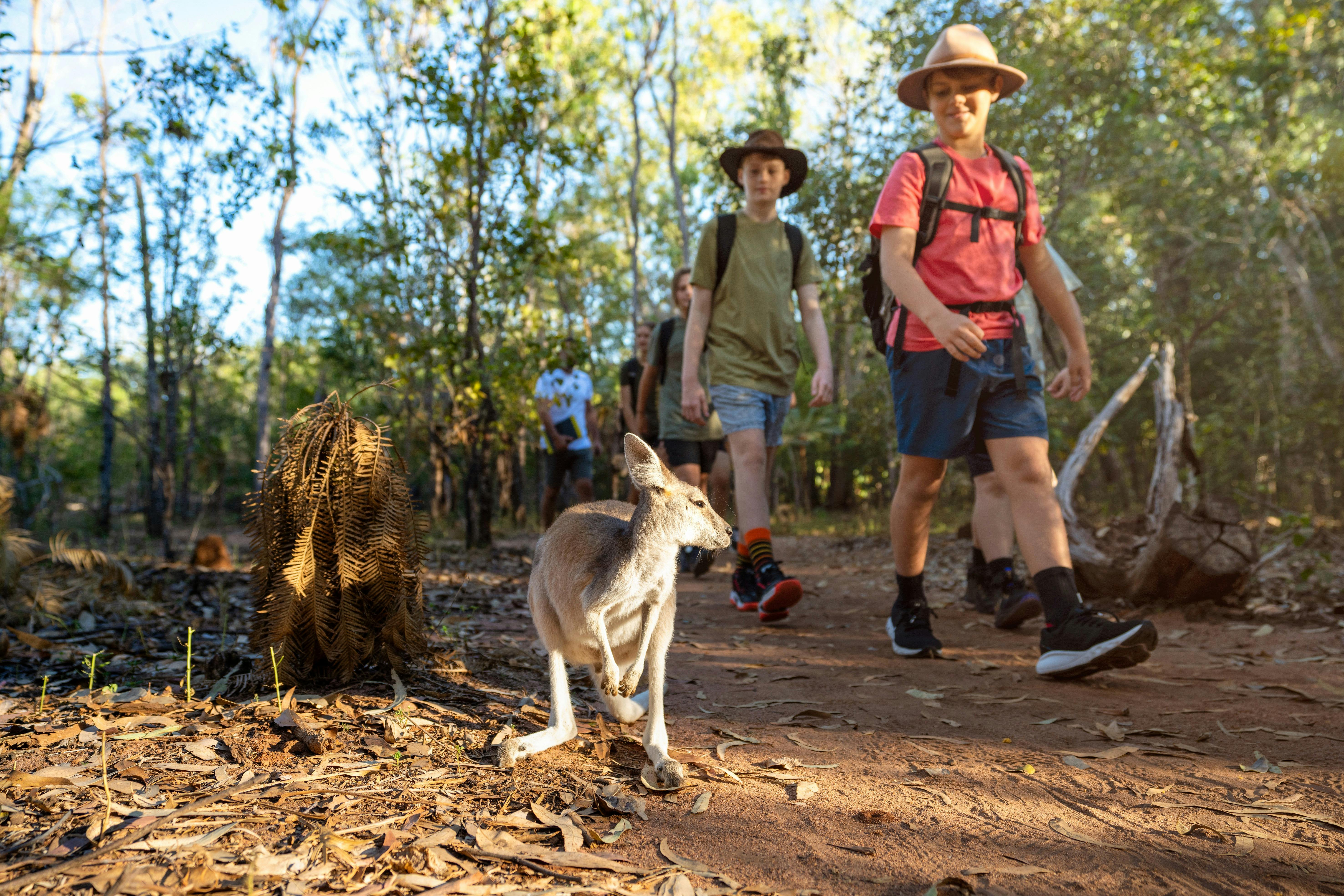 Agile wallaby encounter
