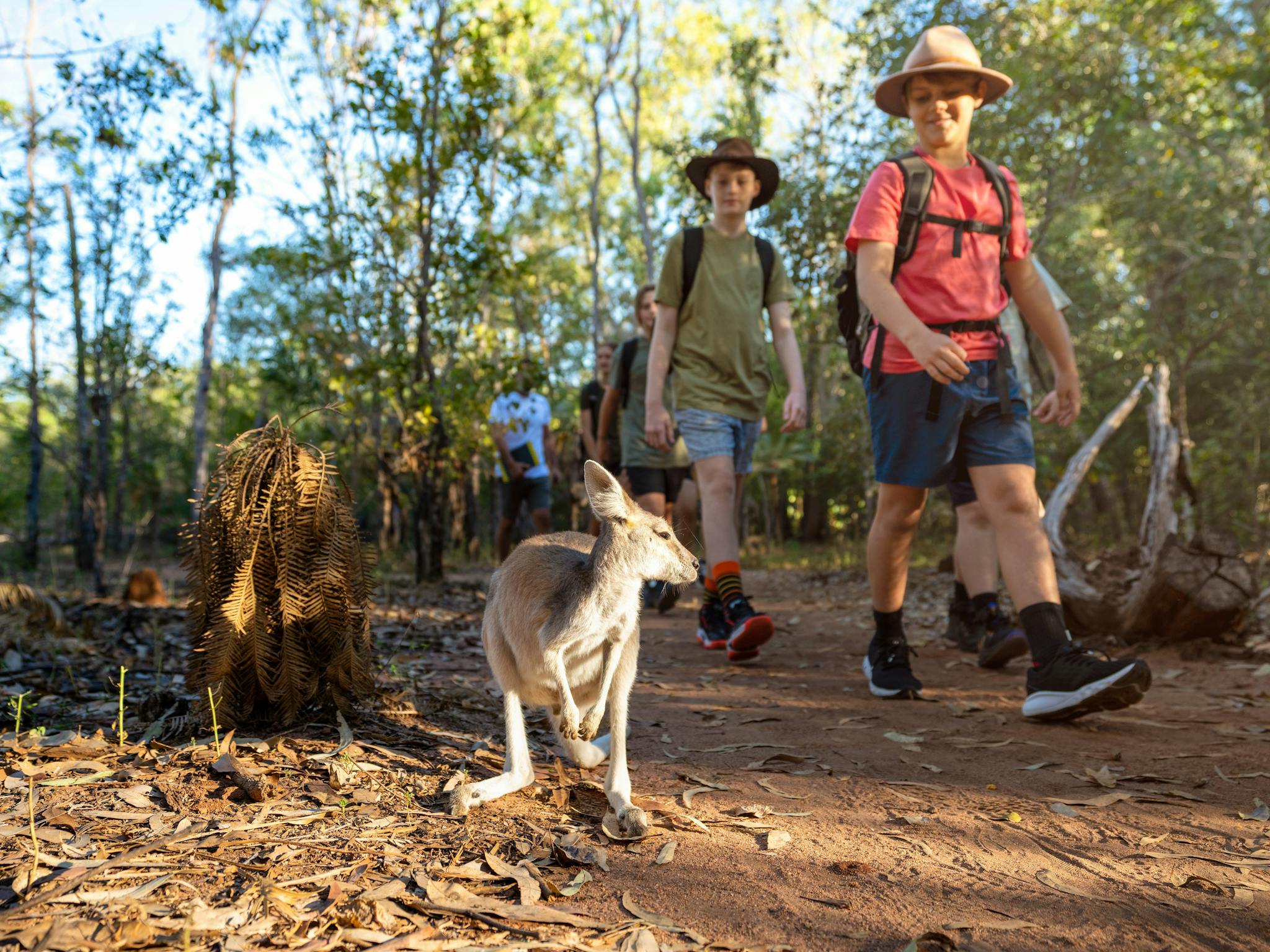 Agile wallaby encounter