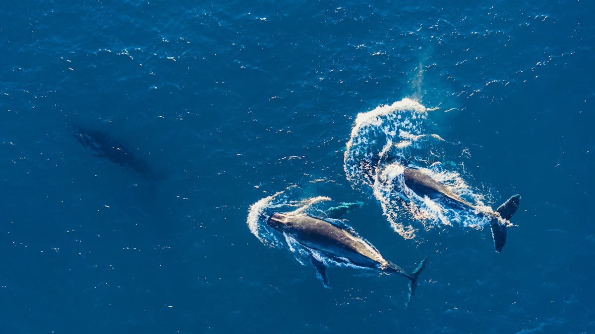 Aerial view of whales swimming off North Stradbroke Island during whale season