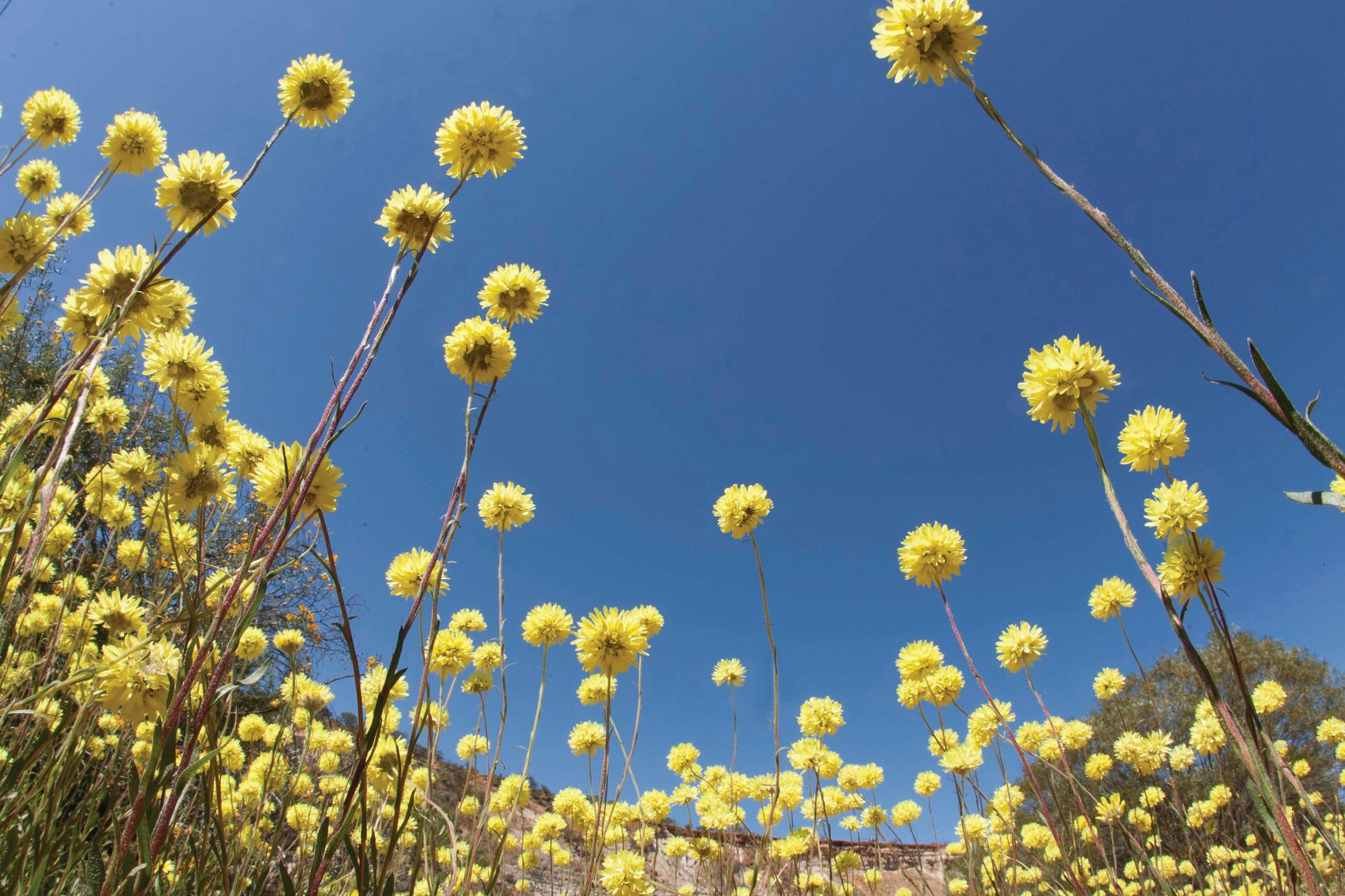 Cape Range Wildflower Trail, Exmouth, Western Australia