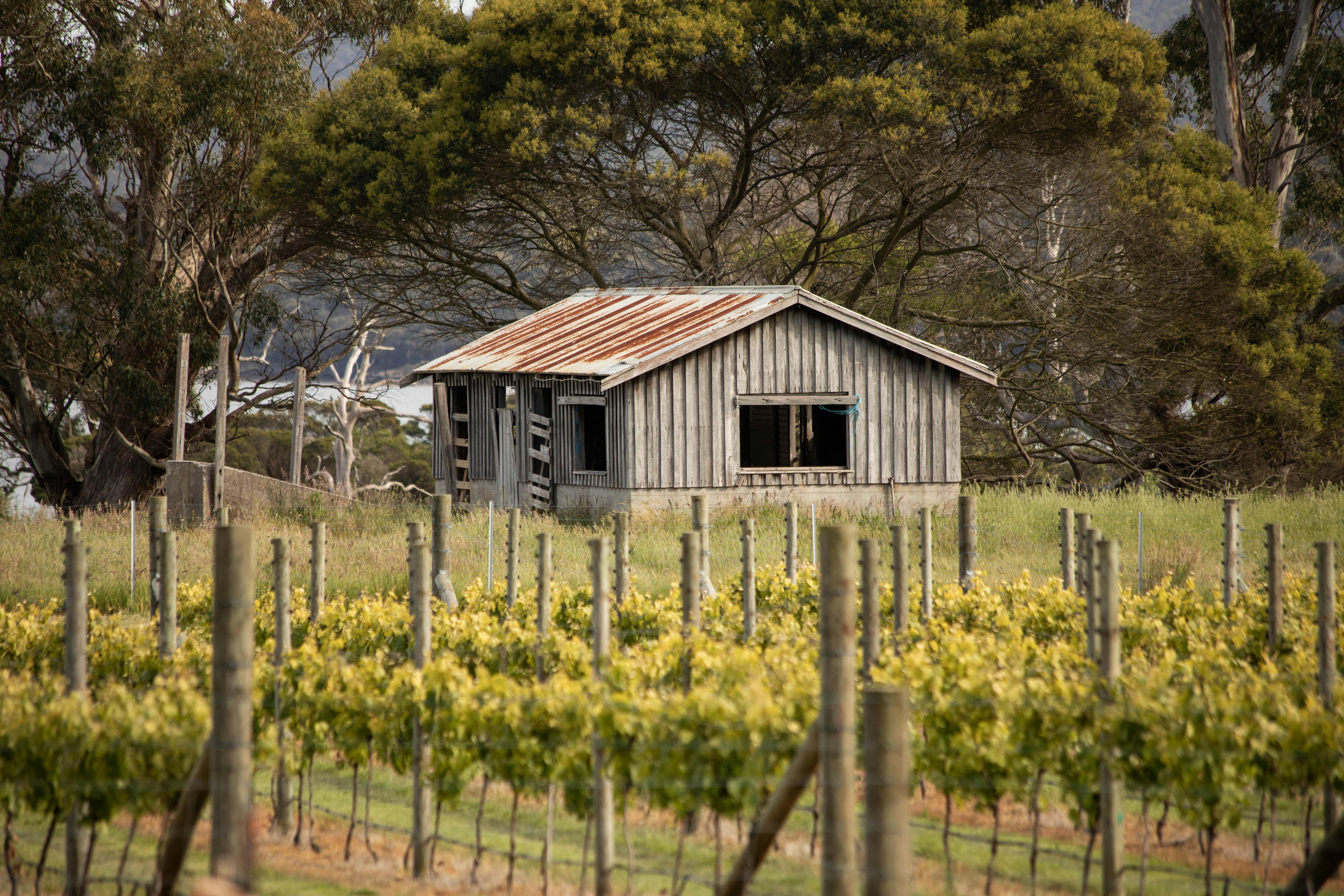 Vineyard Buildings