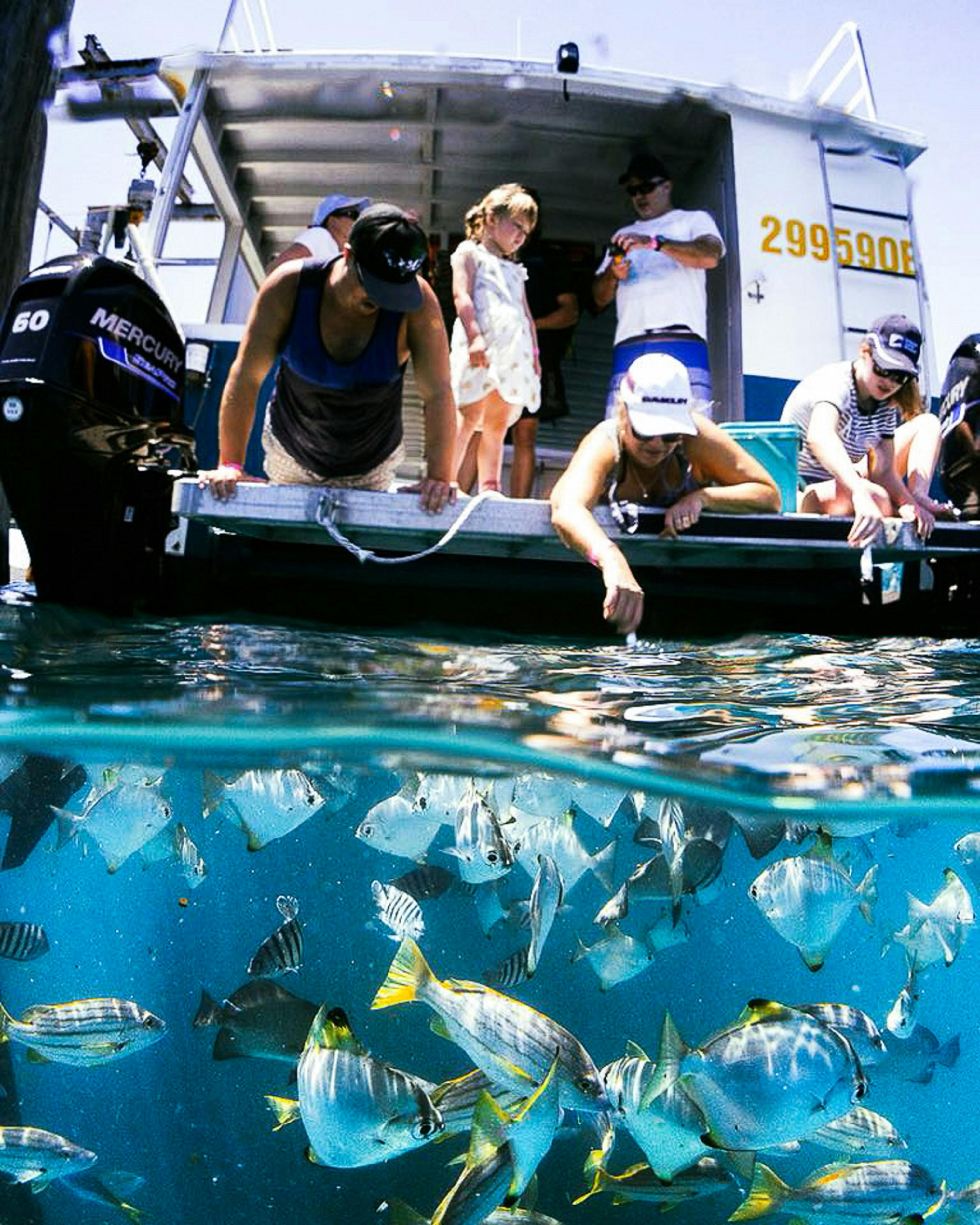 Underwater Delight: Fish Feeding on Glass Bottom Boat Tour at Great Keppel Island