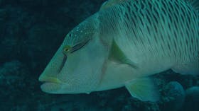 False Entrance Dive Site