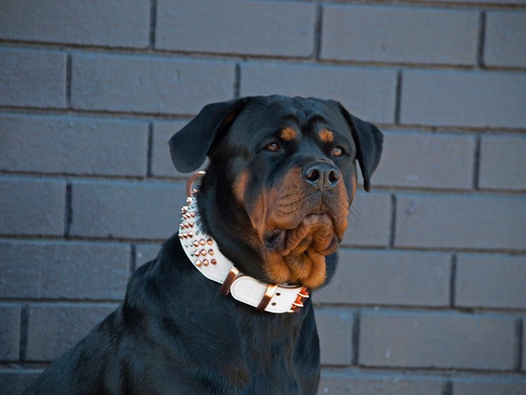 Dog wearing Rogue Royalty Premium Grade Collar