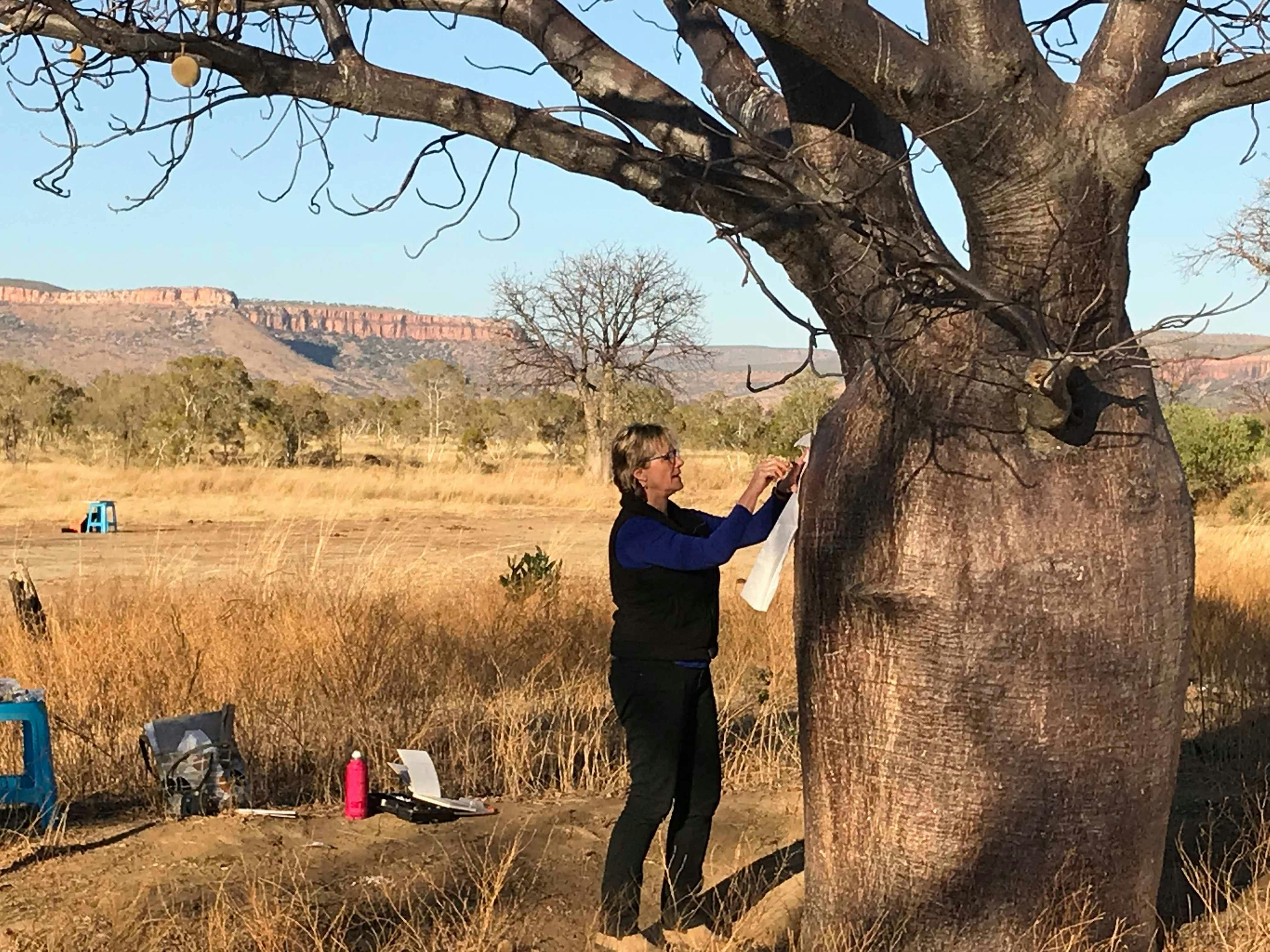 An artist holding tissue paper against the trunk of a boab tree and doing a graphite rubbing