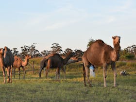 Bluegums Farm, Bordertown
