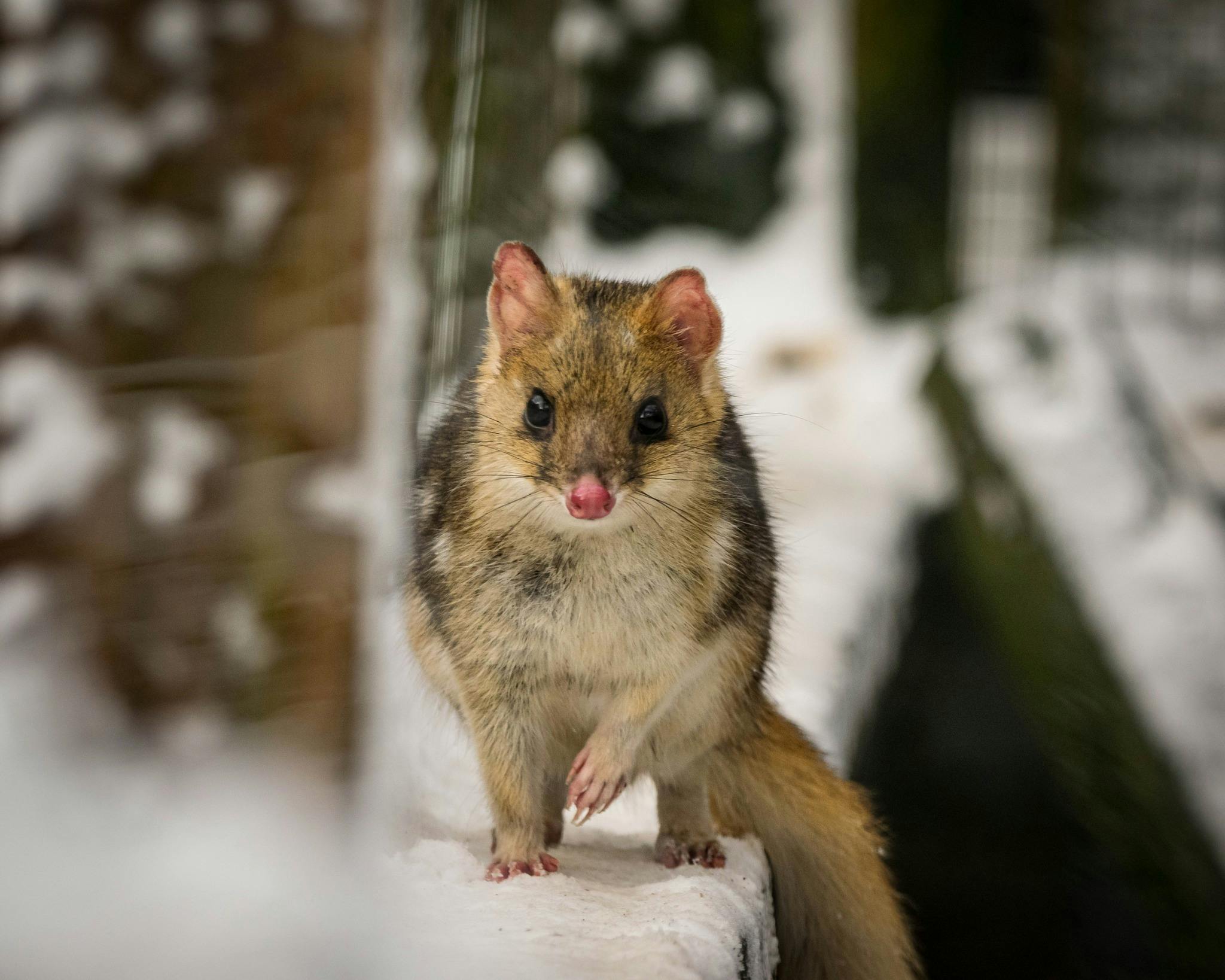 Eastern quoll in snow