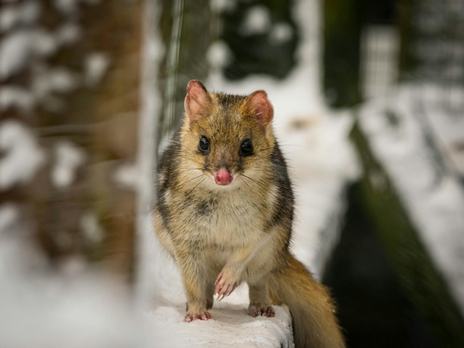 Eastern quoll in snow
