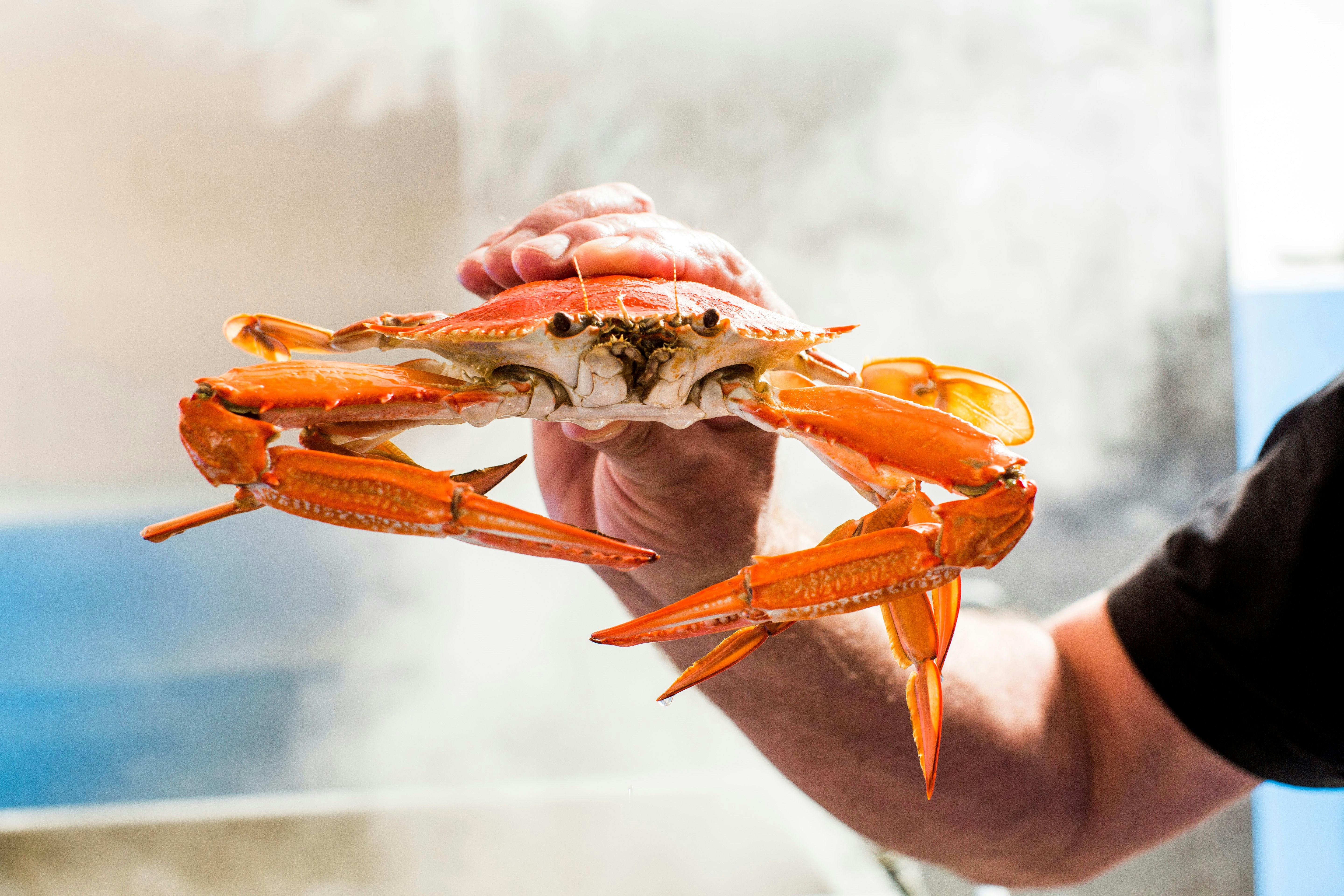 Local Blue Swimmer Crabs fresh from the cooker.