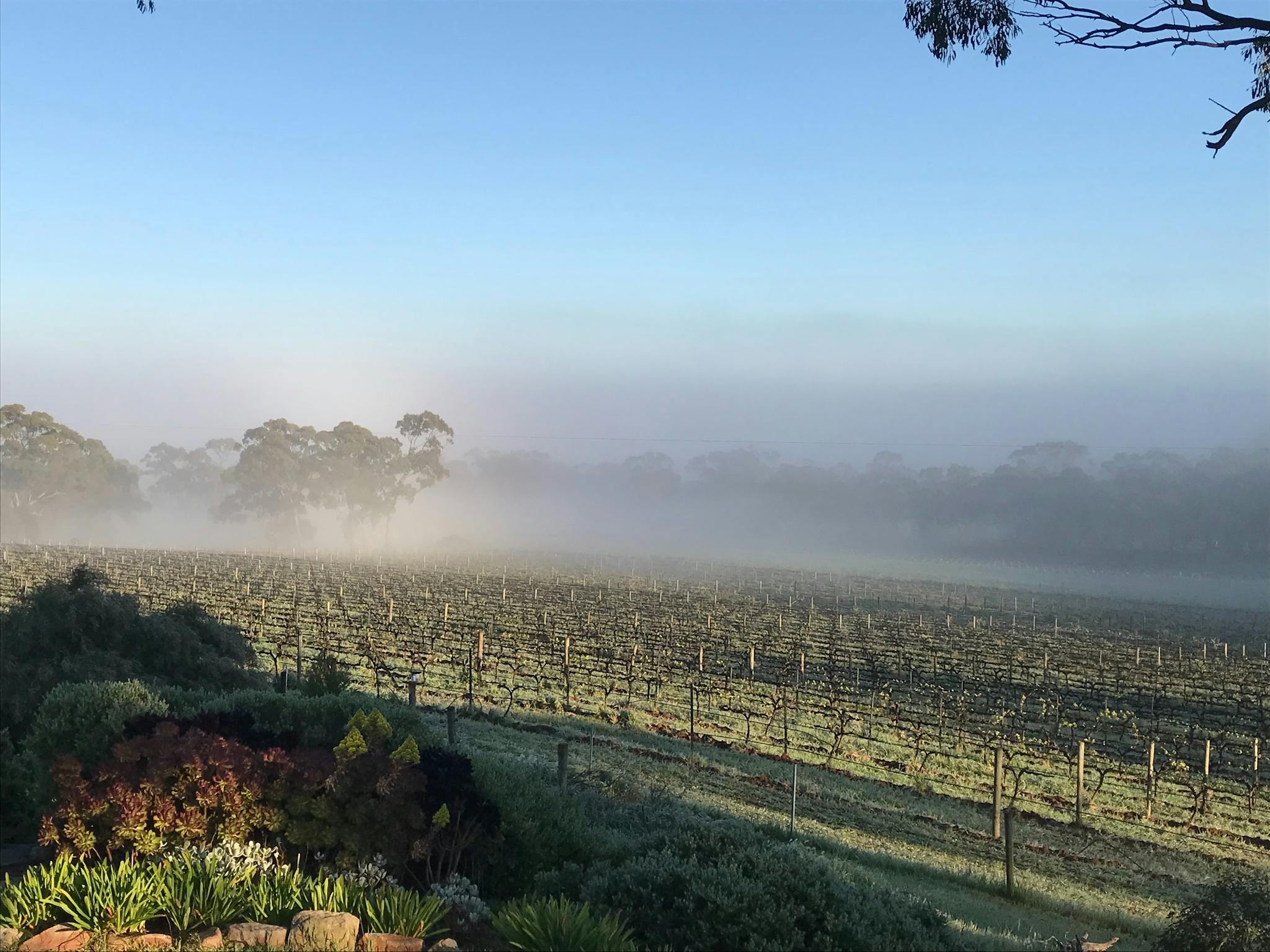 Sussex Squire Vineyard