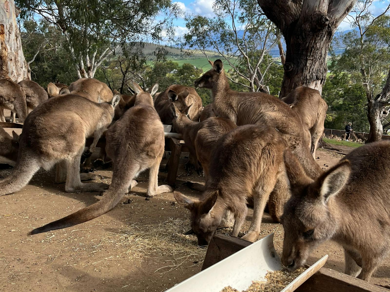 Kangaroos feeding