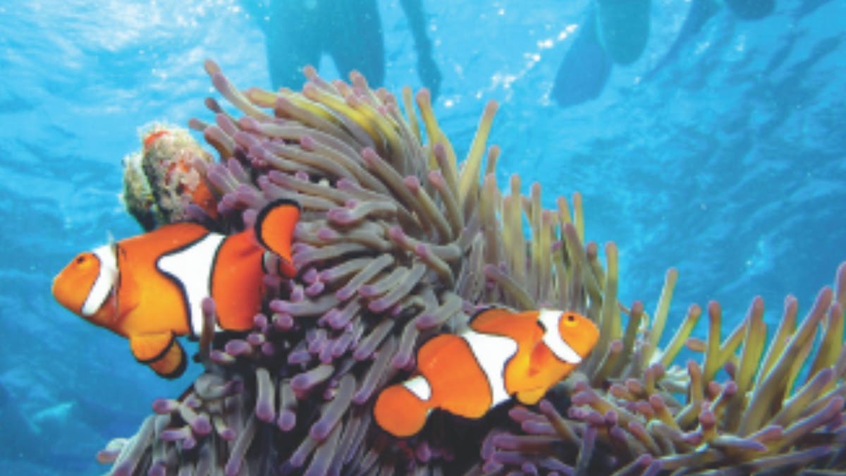 Calypso Reef Cruises - Port Douglas