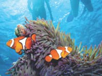 Calypso Reef Cruises - Port Douglas